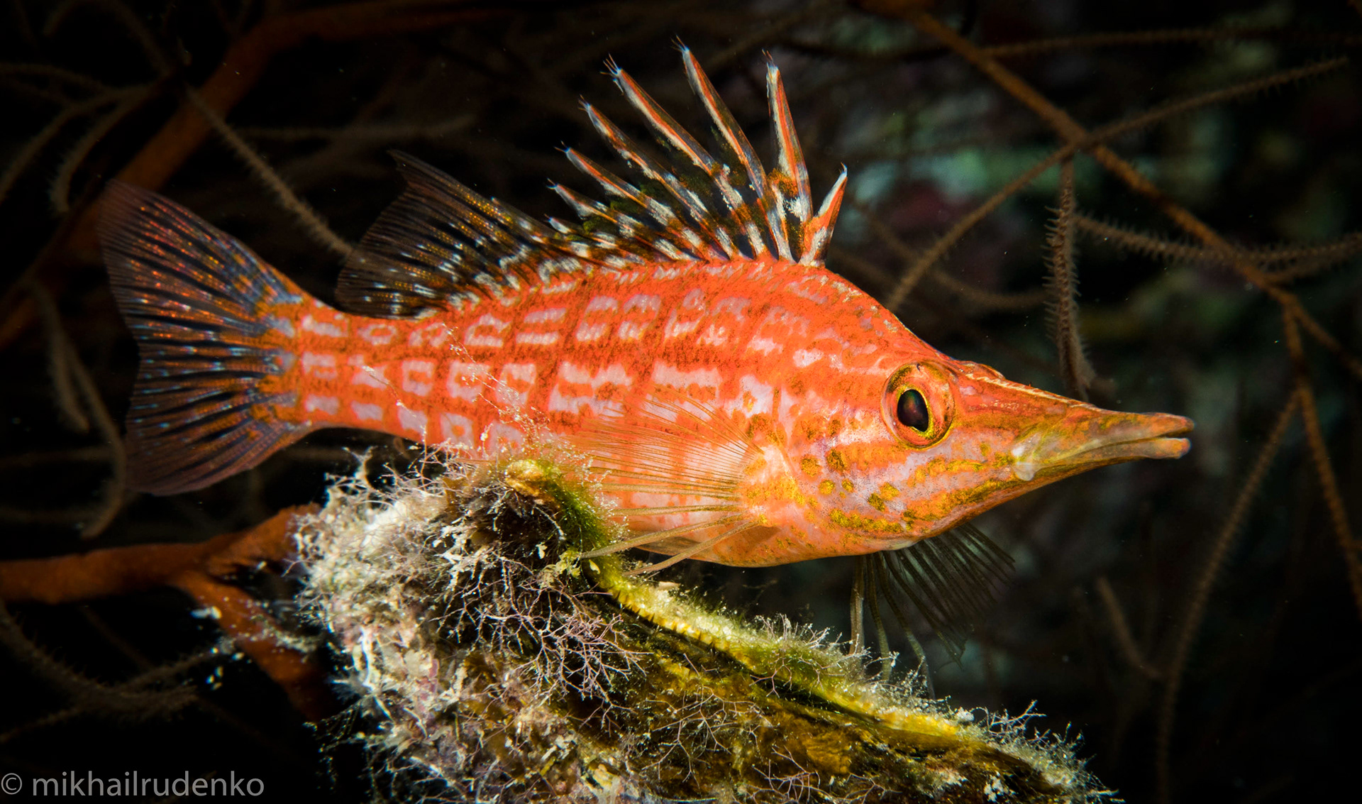 12. Longnose Hawkfish