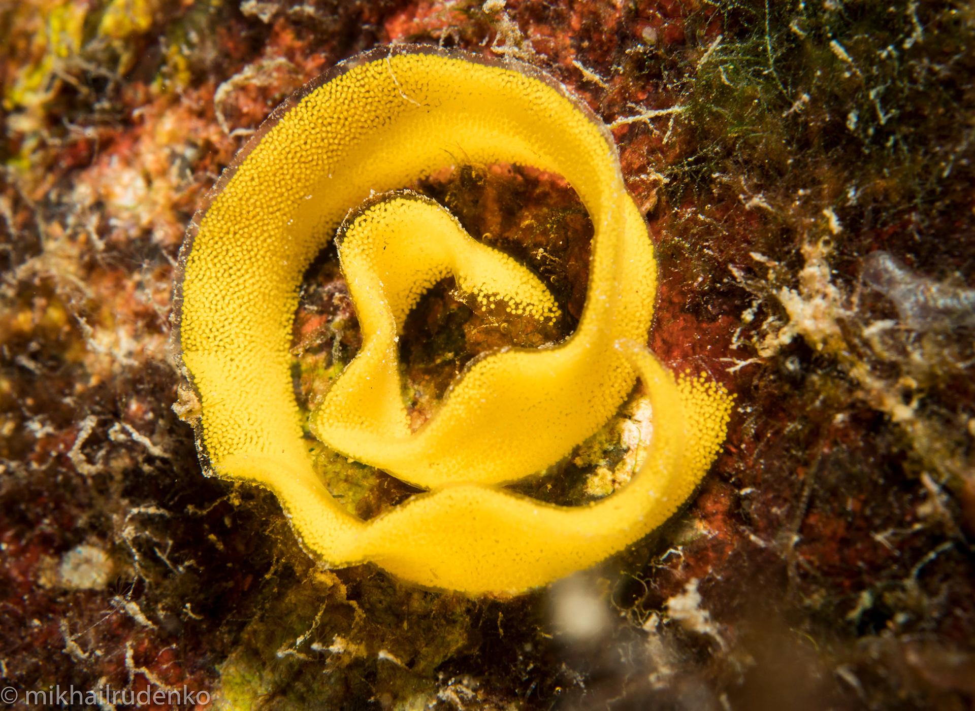 40. Eggs of a nudi, possibly Black Dendrodoris