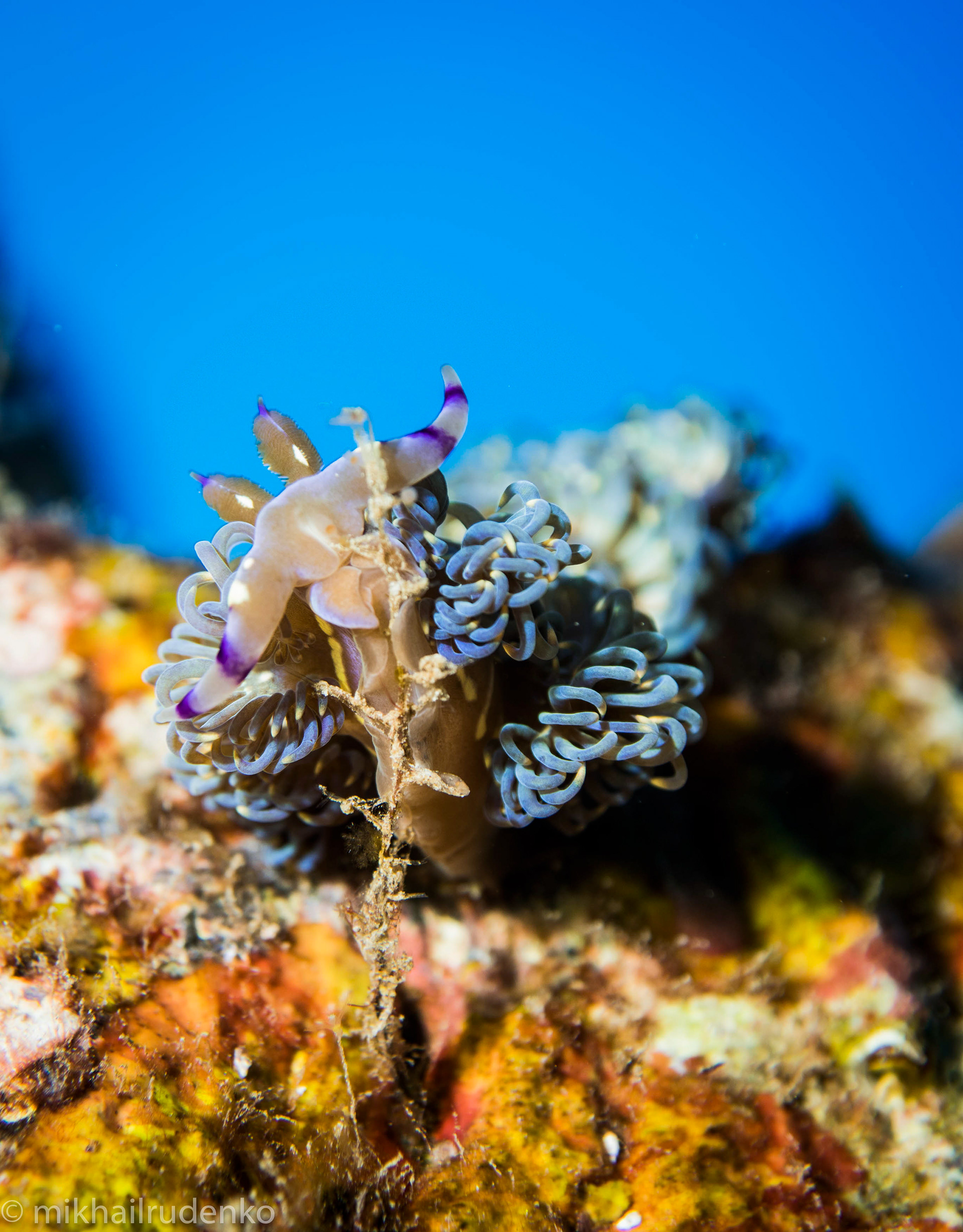 36. Blue dragon nudi eating hydroids