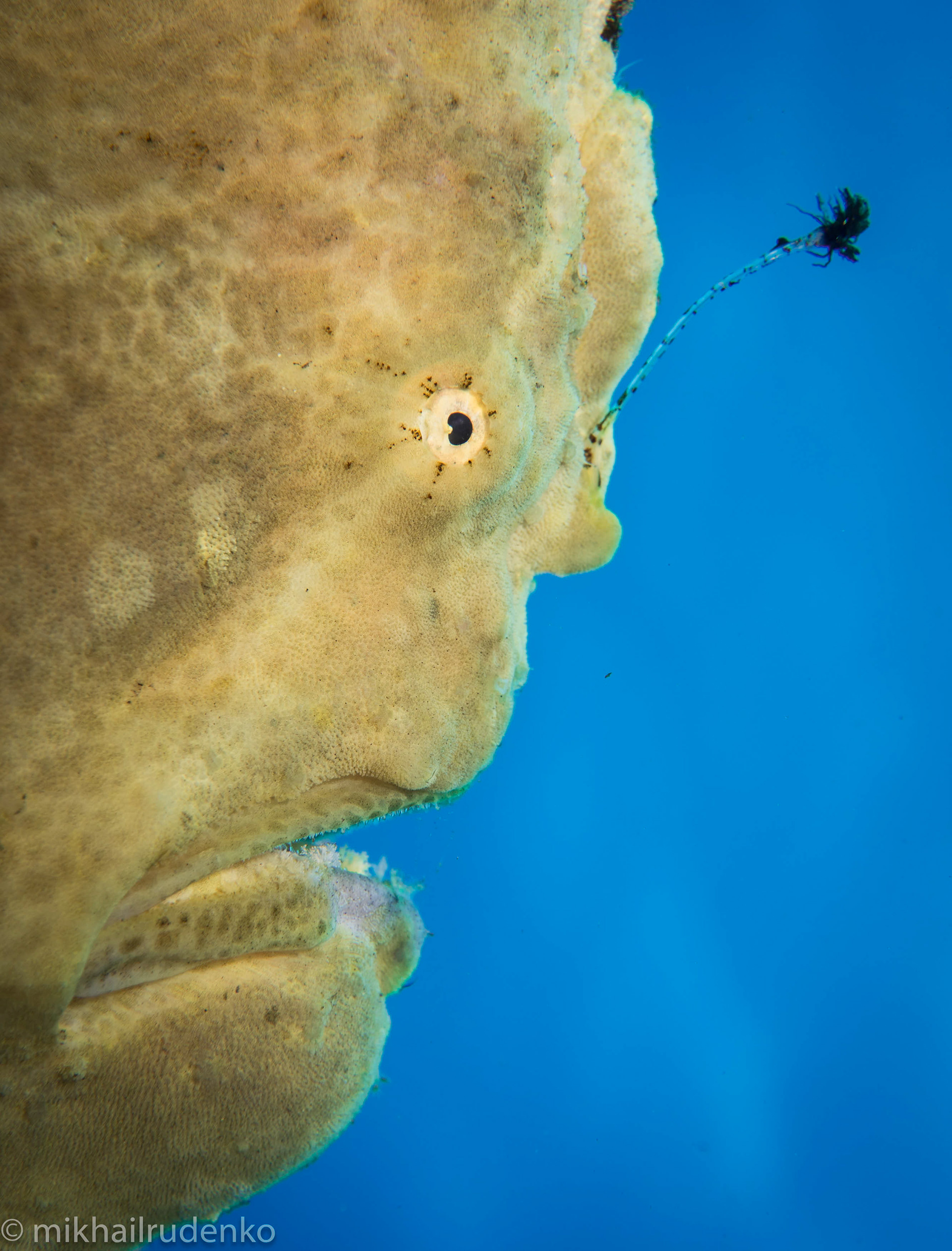 14. Commerson's Frogfish