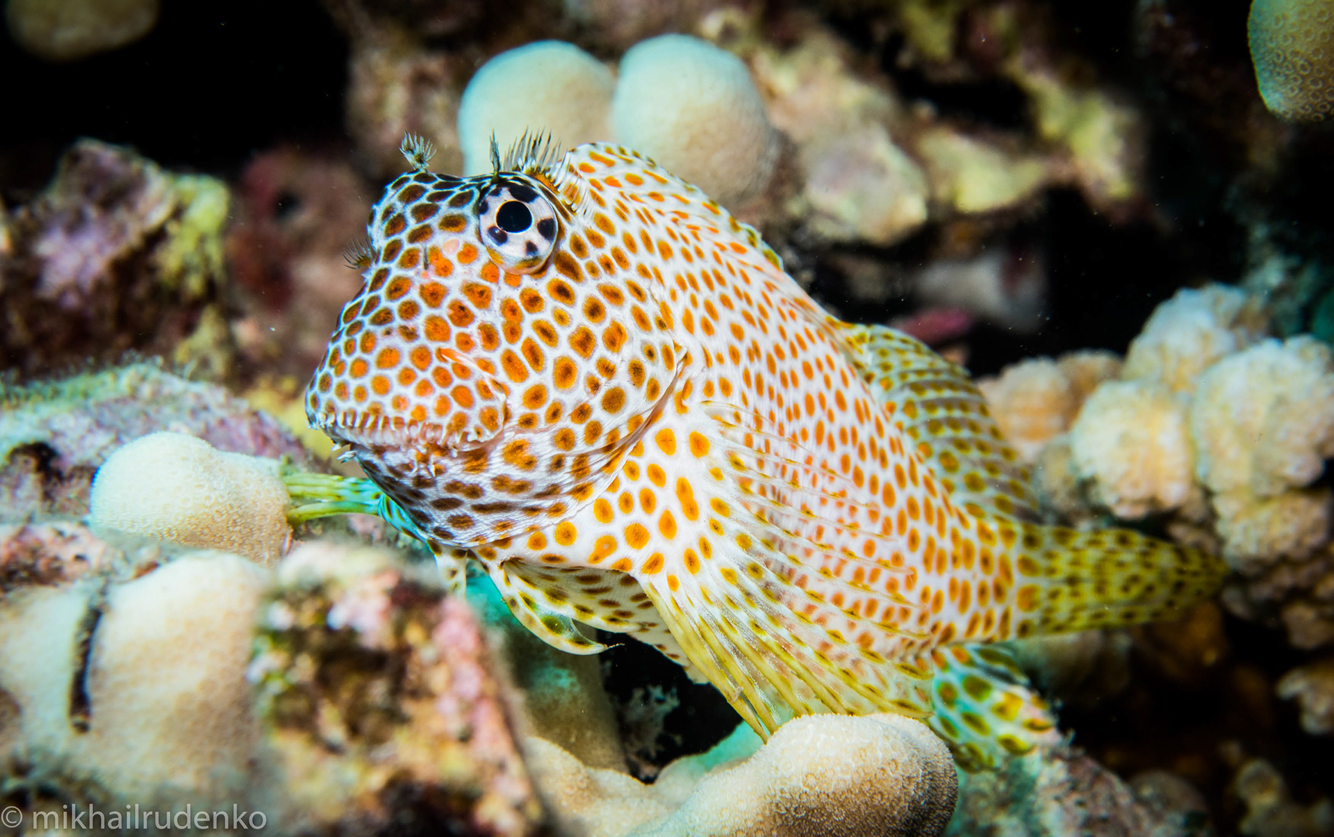 38. Spotted Coral blenny