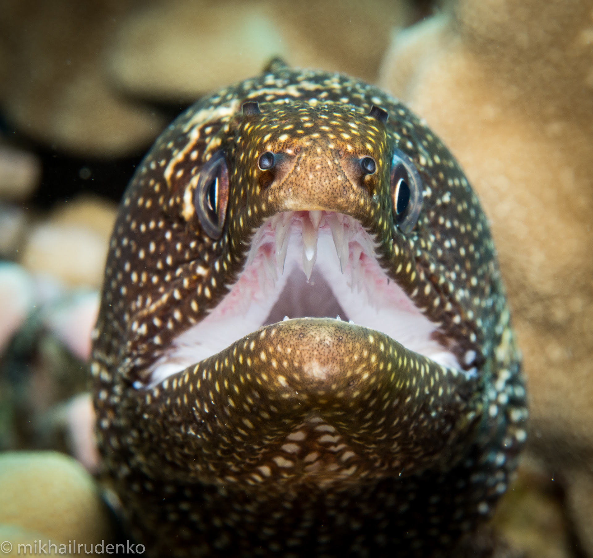 17. Whitemouth moray