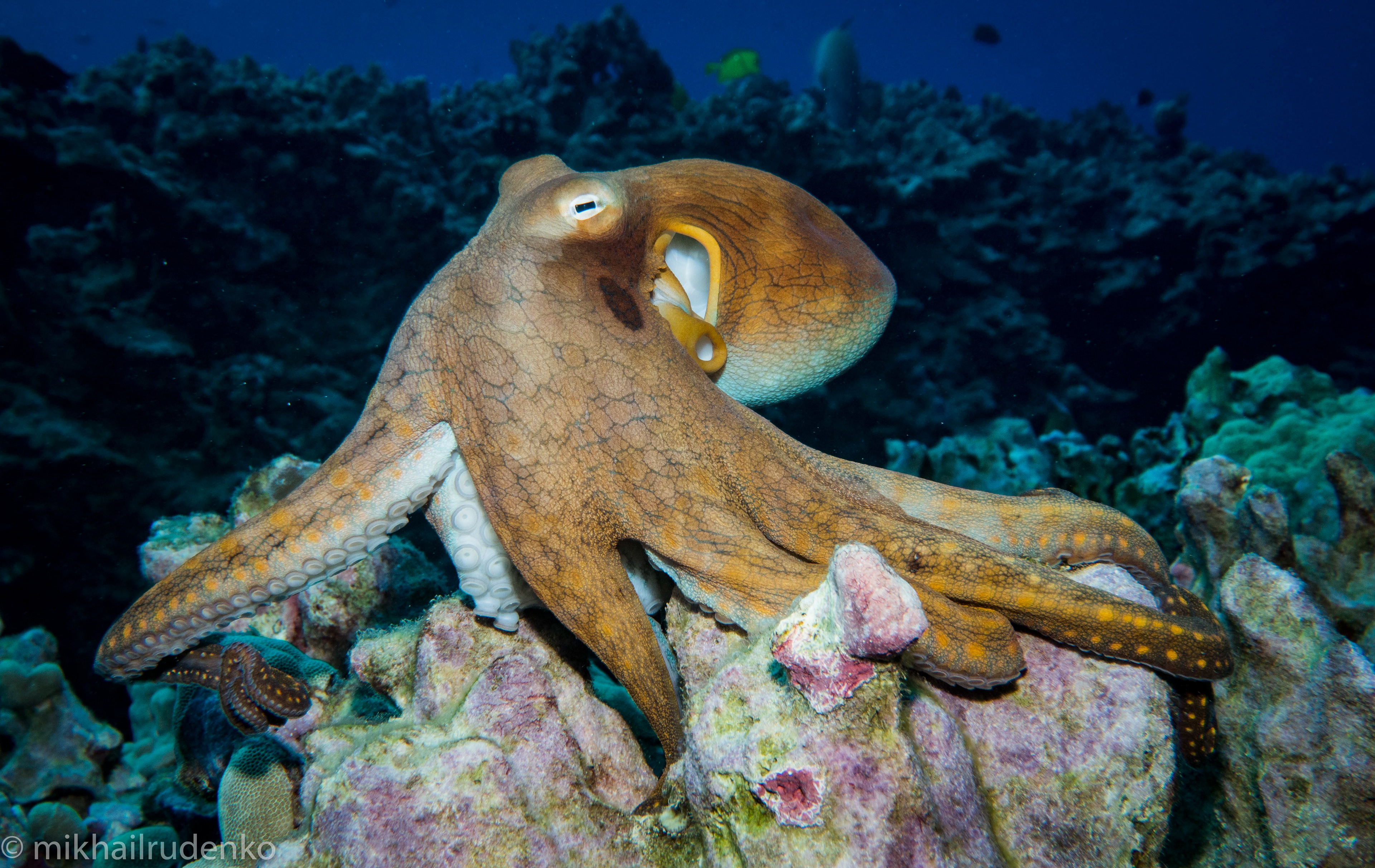1. Day Octopus early morning