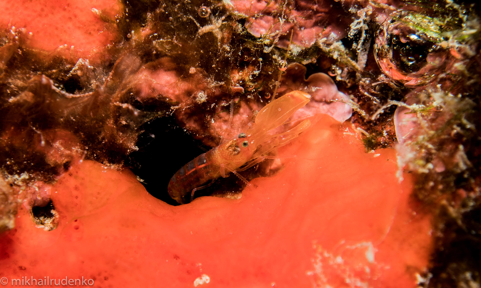 24. Lottin's Snapping shrimp