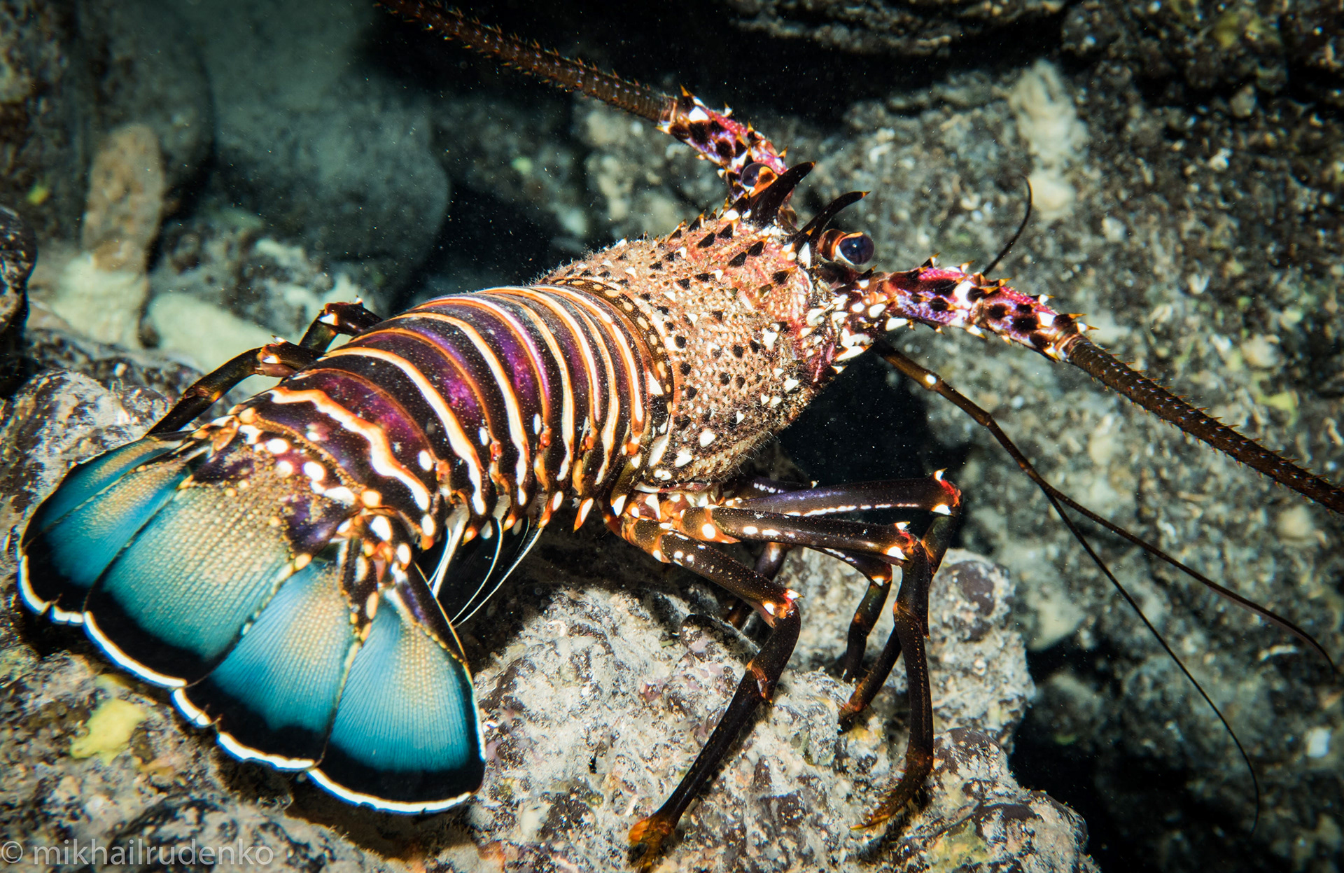 36. Banded Spiny lobster