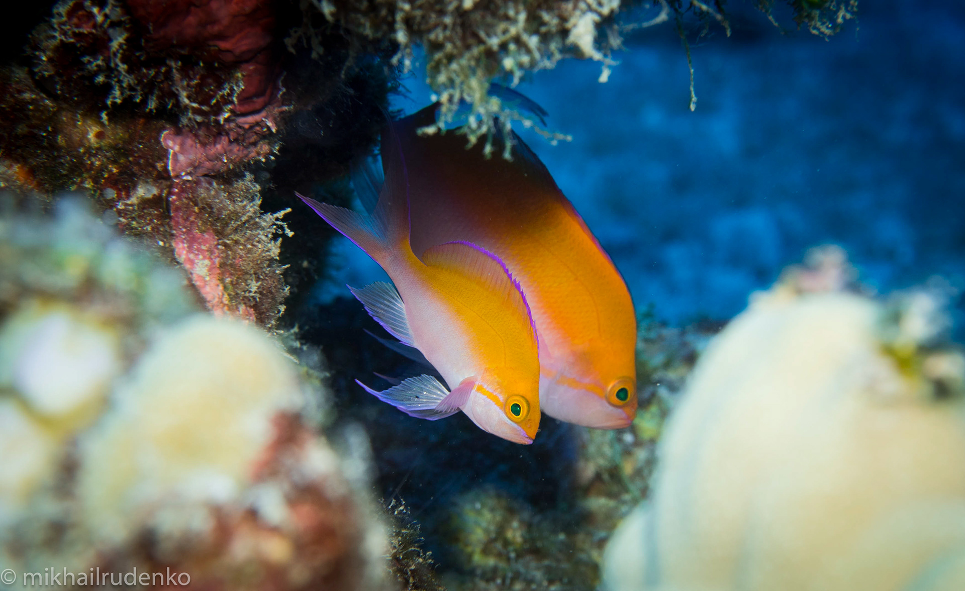 46. Two Bicolor Anthias