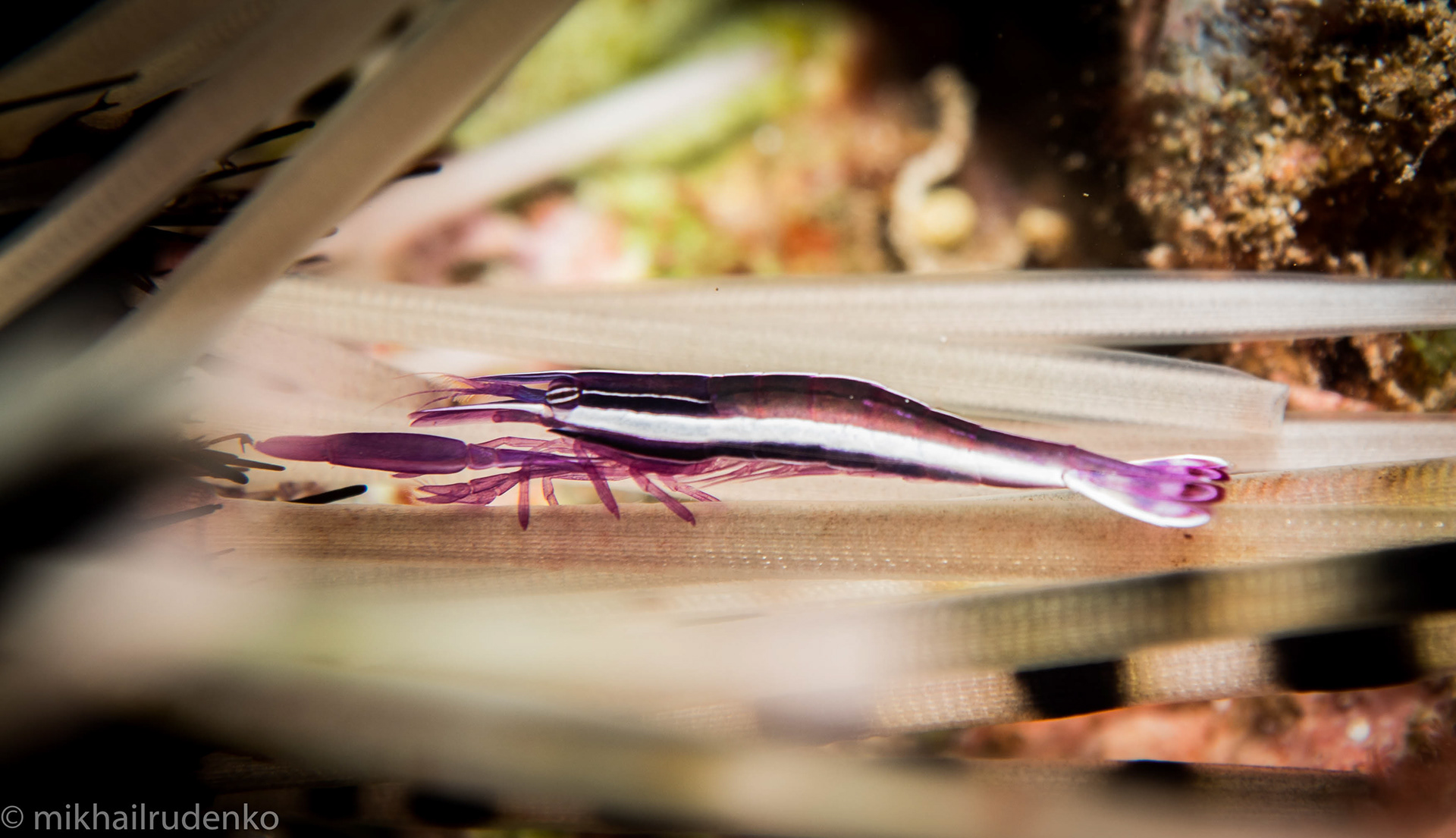 23. White-Stripe Urchin shrimp