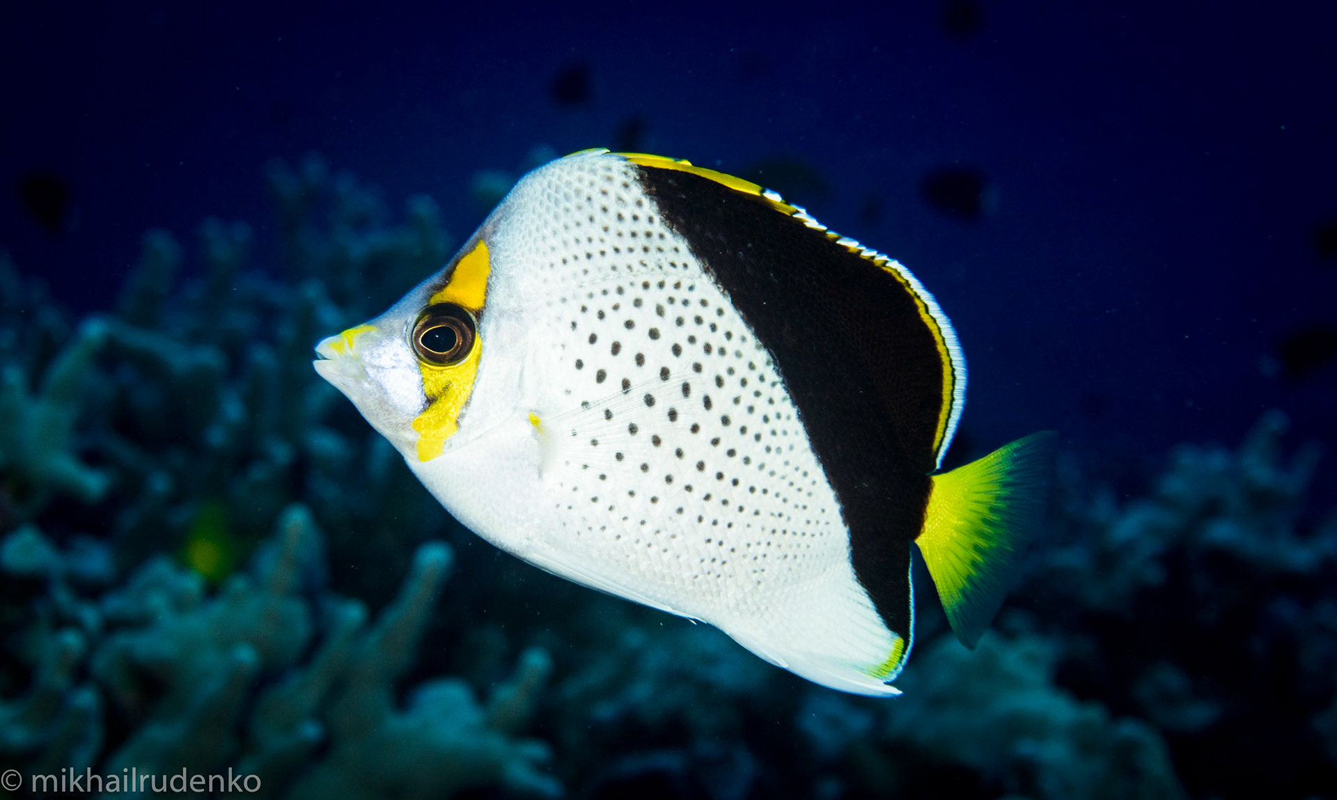 42. Tinker's Butterflyfish