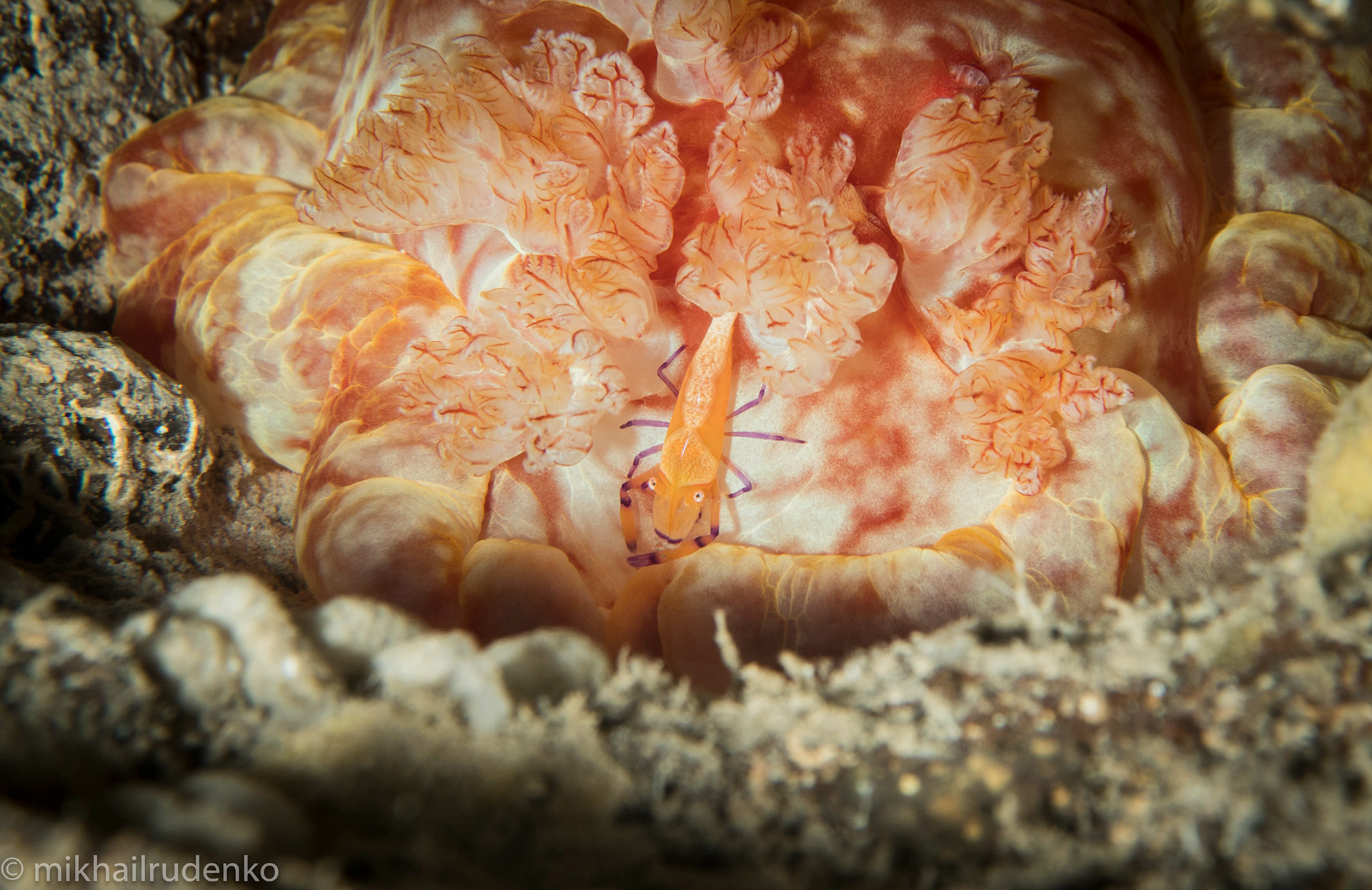 15. Imperial shrimp in the gills of Spanish Dancer nudi