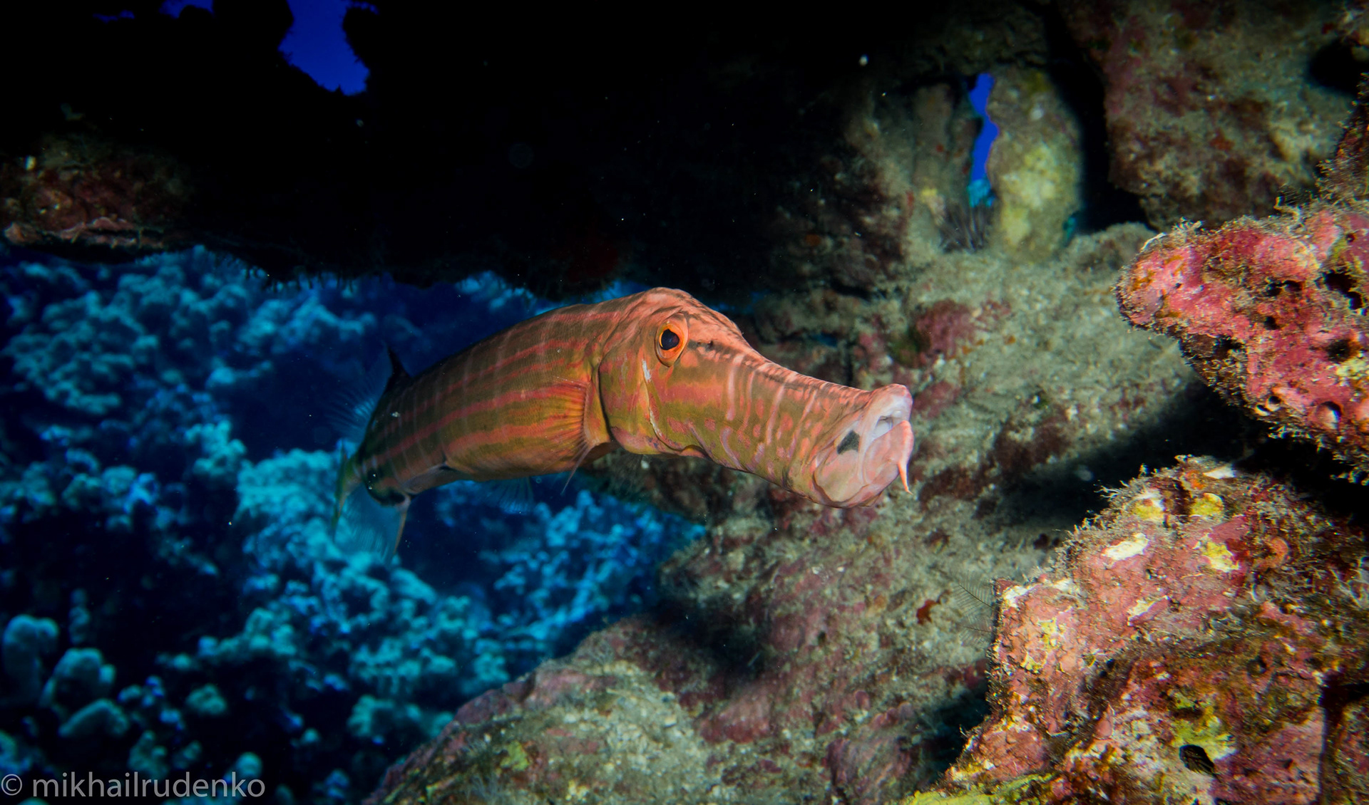 31. Pacific Trumpetfish