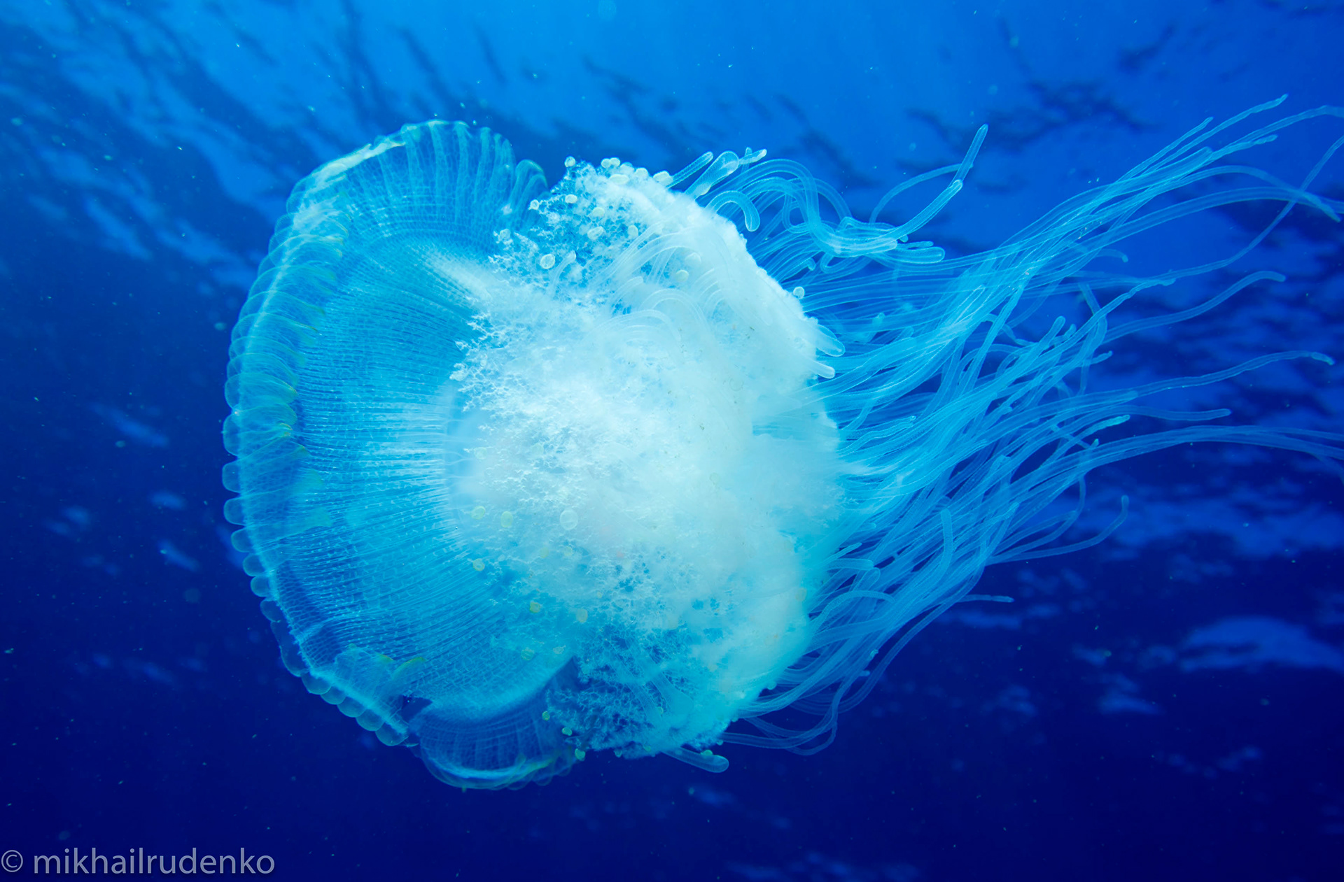 6. Crowned Jelly