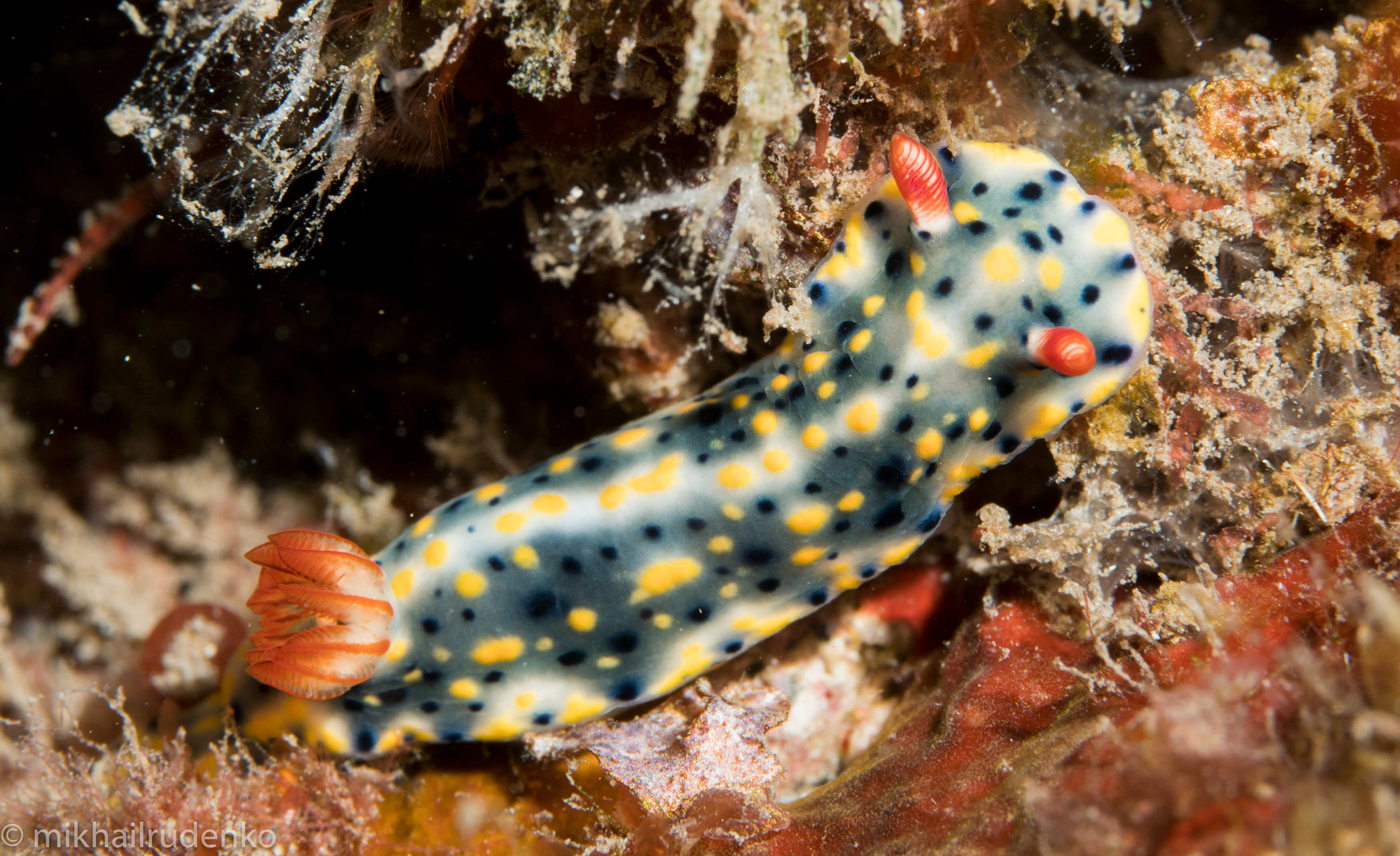 12. Painted nudi