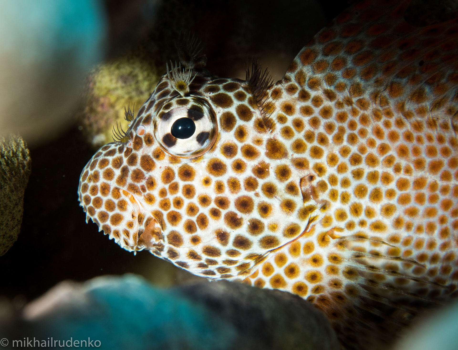 32. Spotted Coral Blenny
