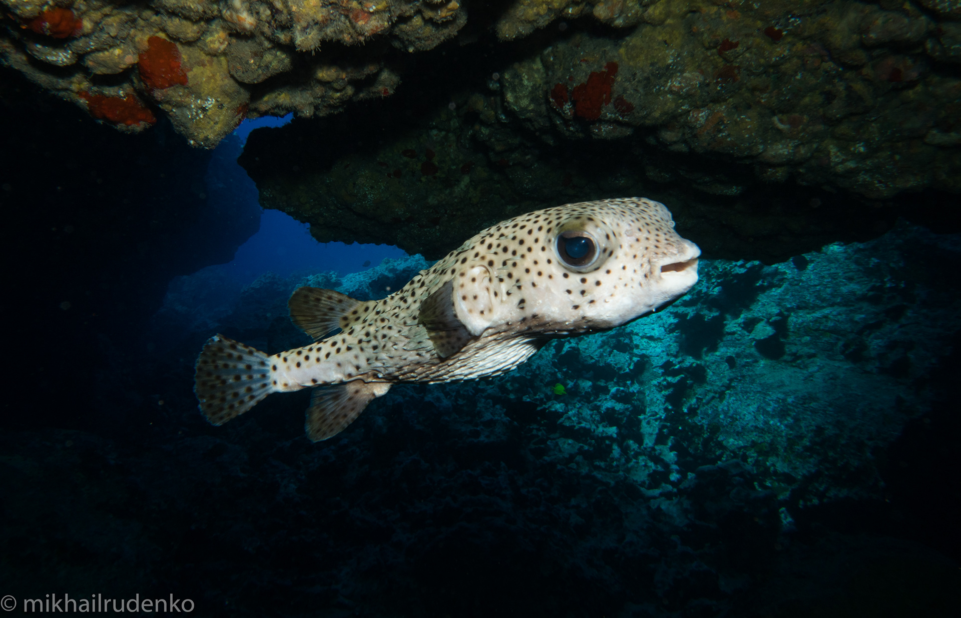 21. Giant Porcupinefish