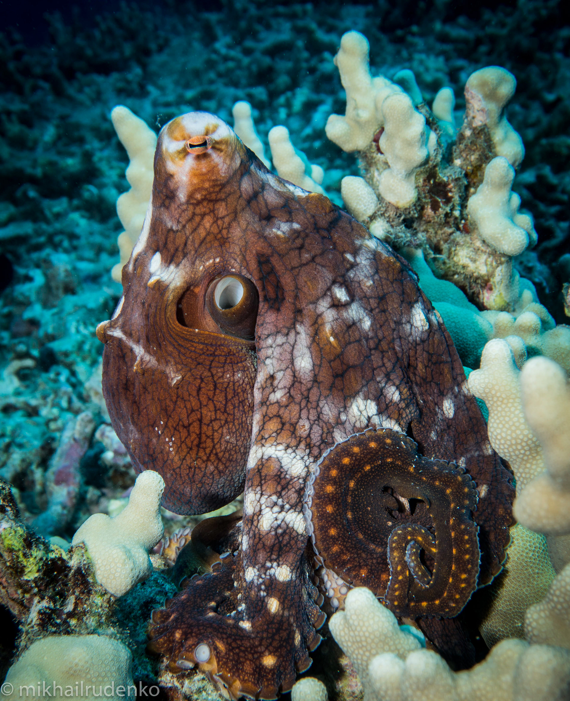 5. Day Octopus squinting