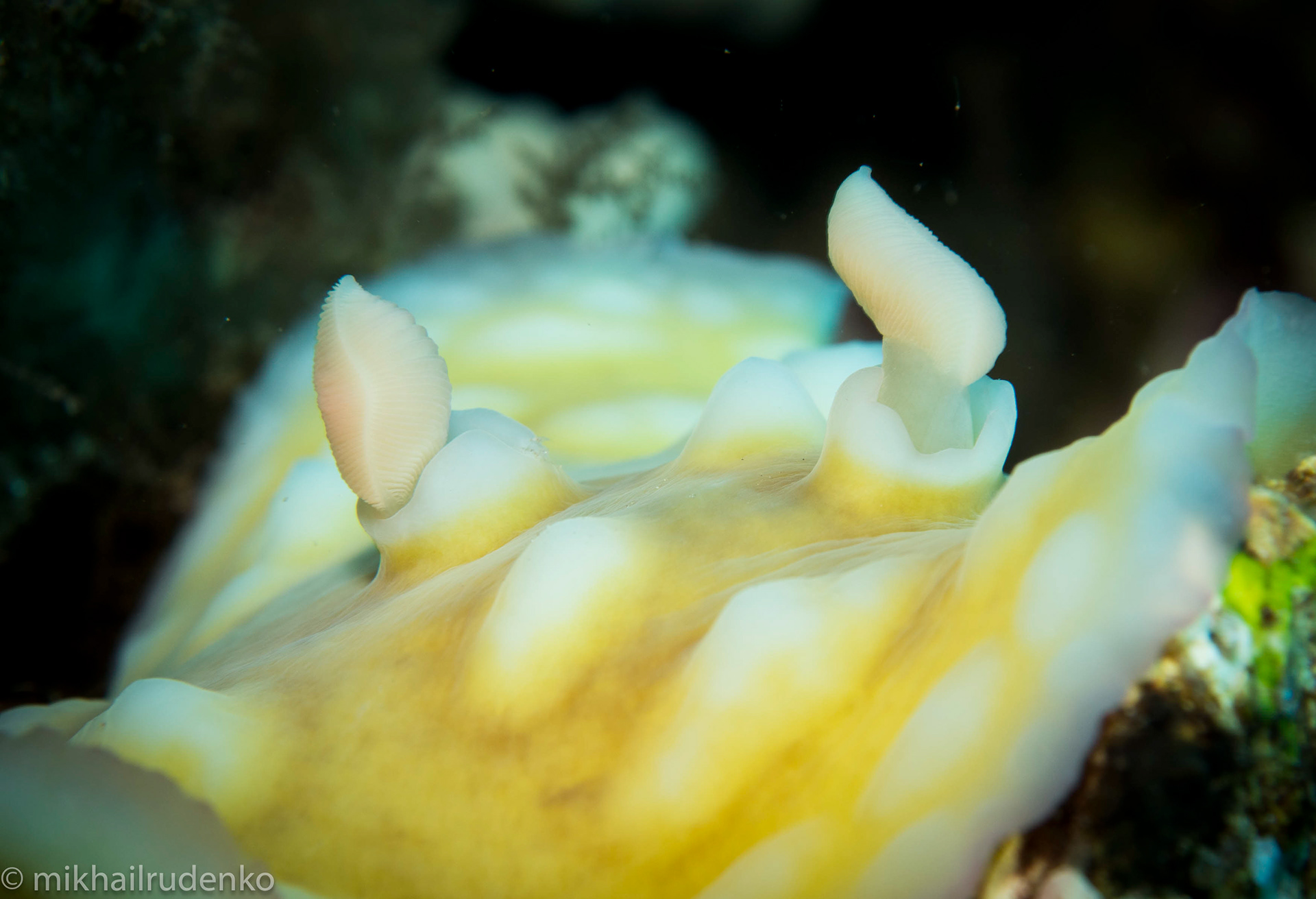 35. Clumpy nudi mugshot
