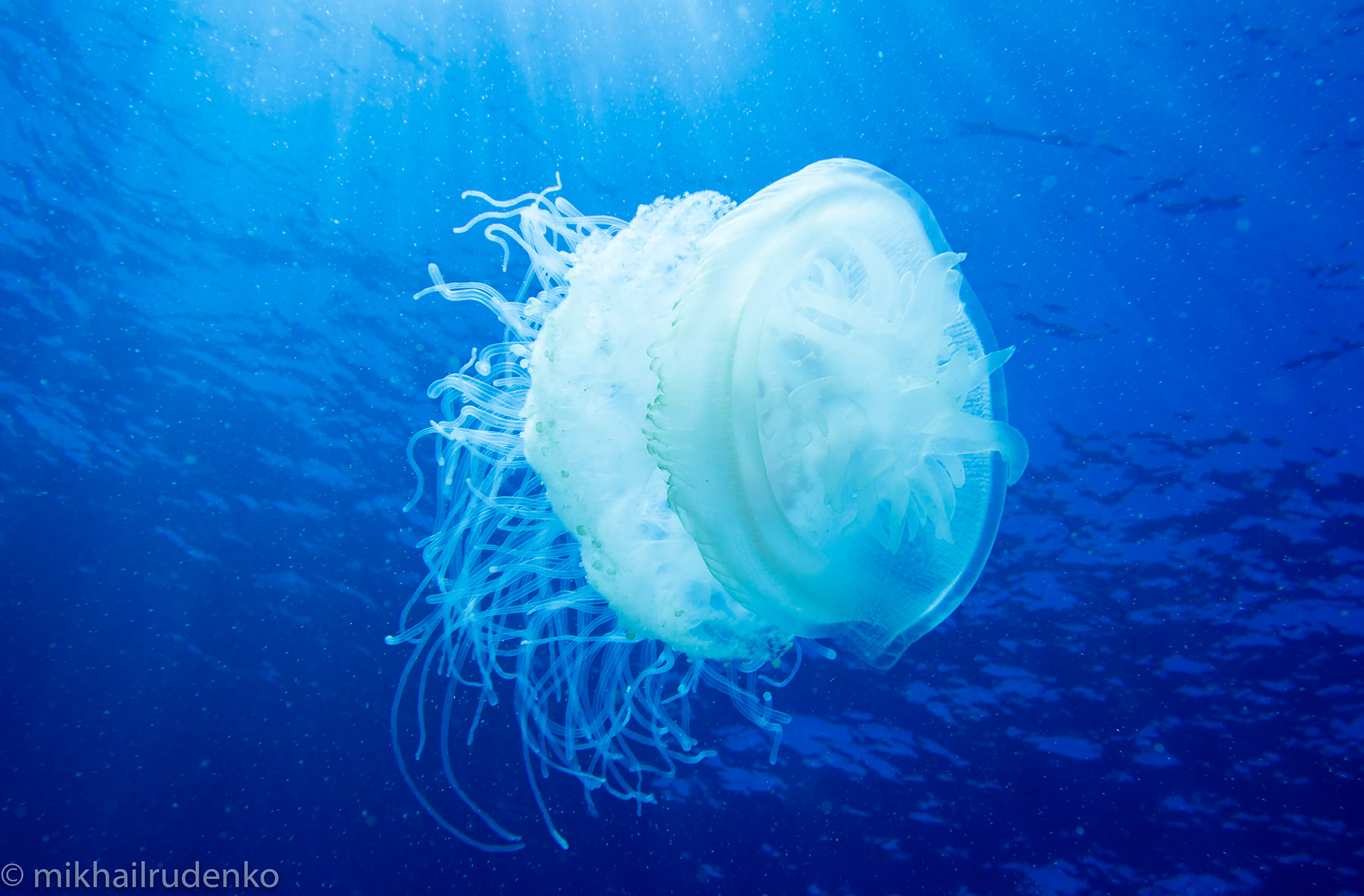 2. Crowned Jelly