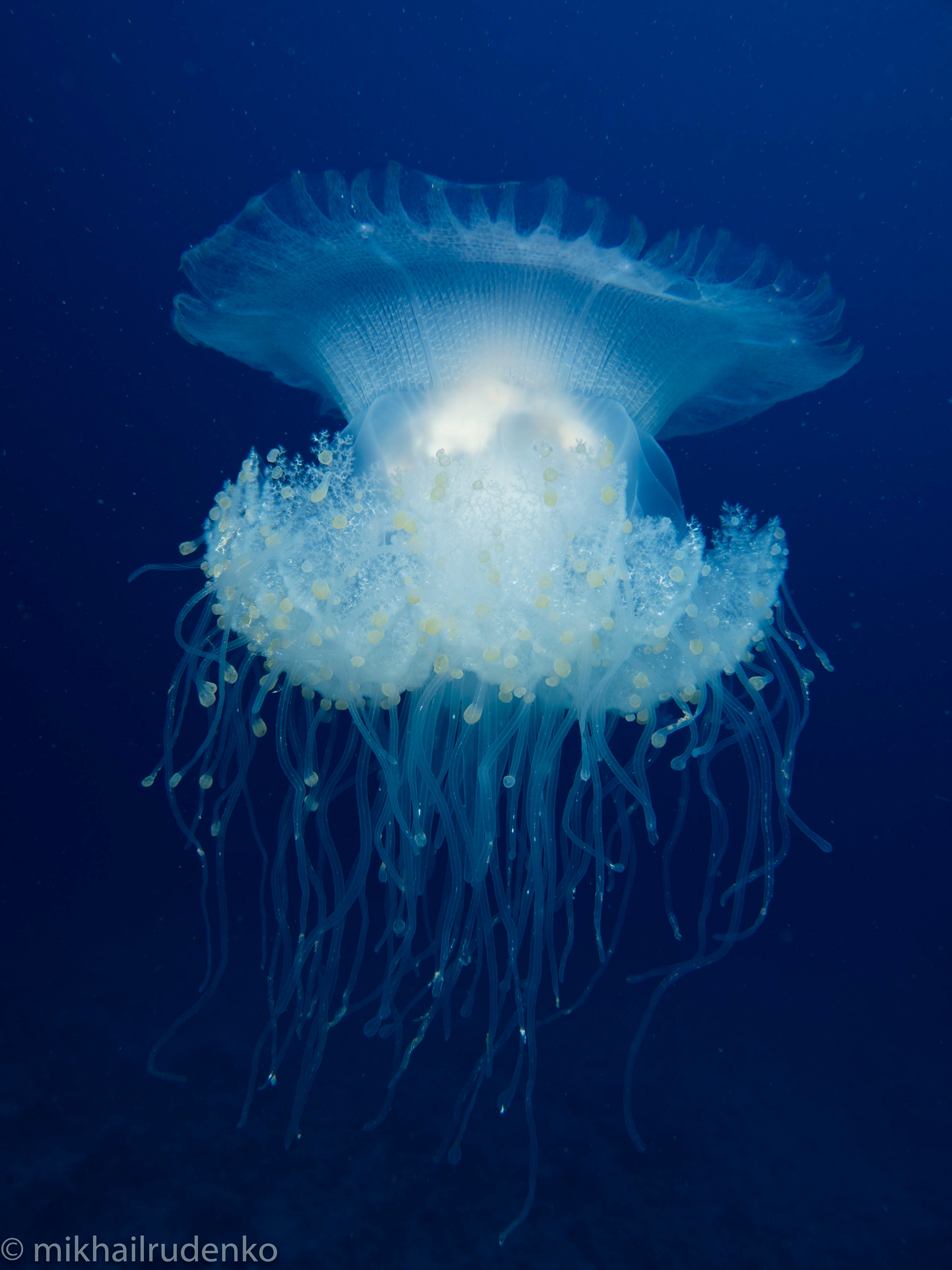 26. Crowned Jelly