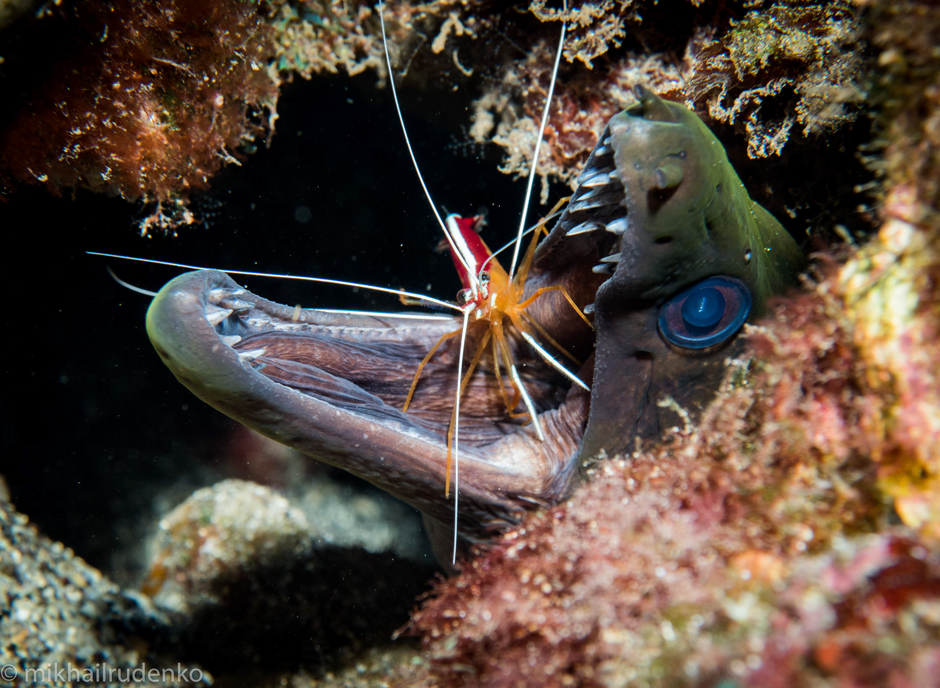 17. Undulated moray and White-Stripe Cleaner shrimp