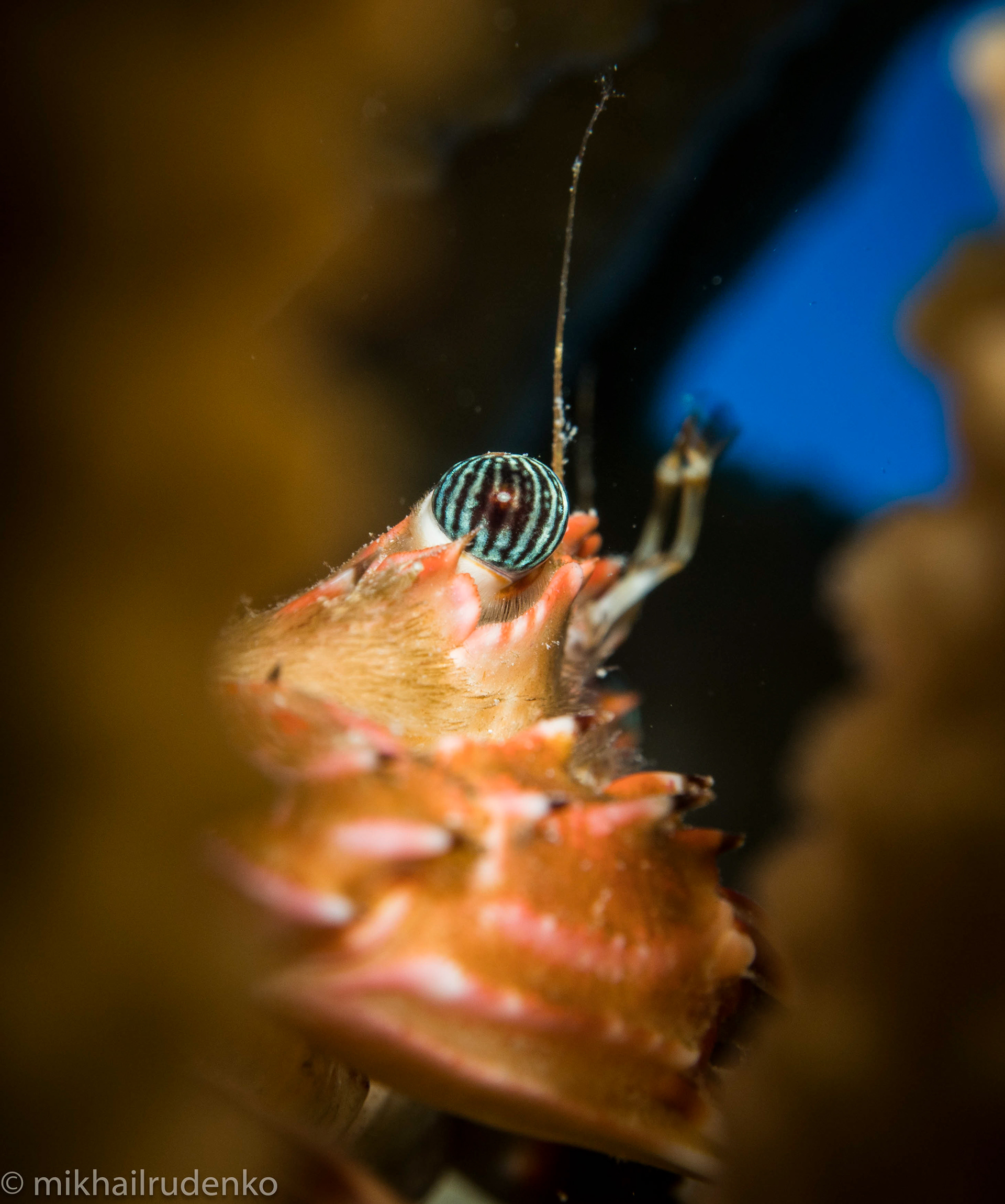 19. Hawaiian Swimming Crab