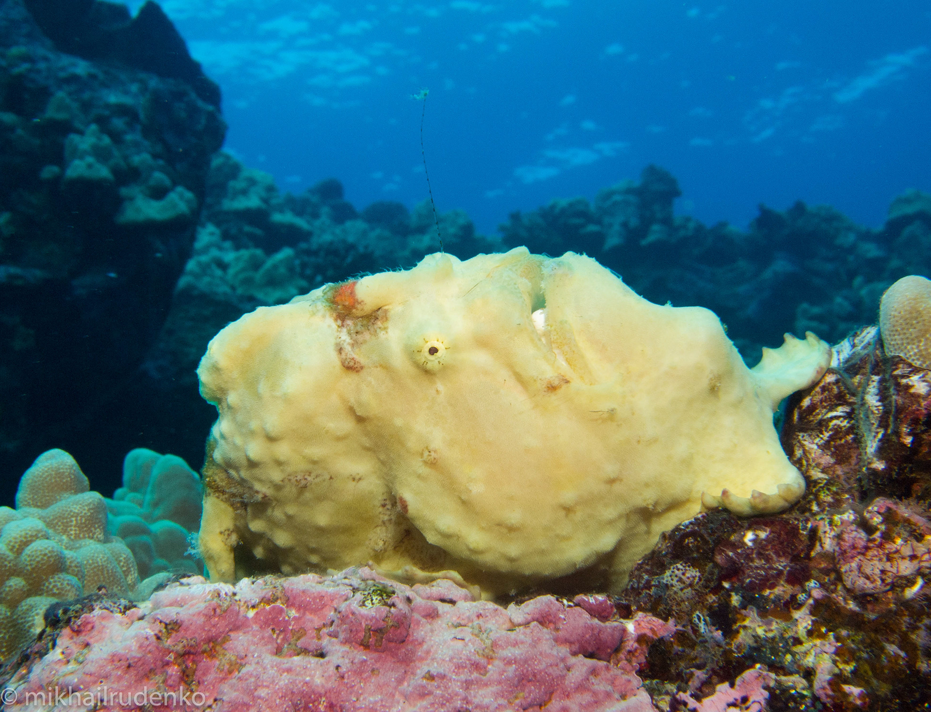 9. Commerson's Frogfish (no name given)