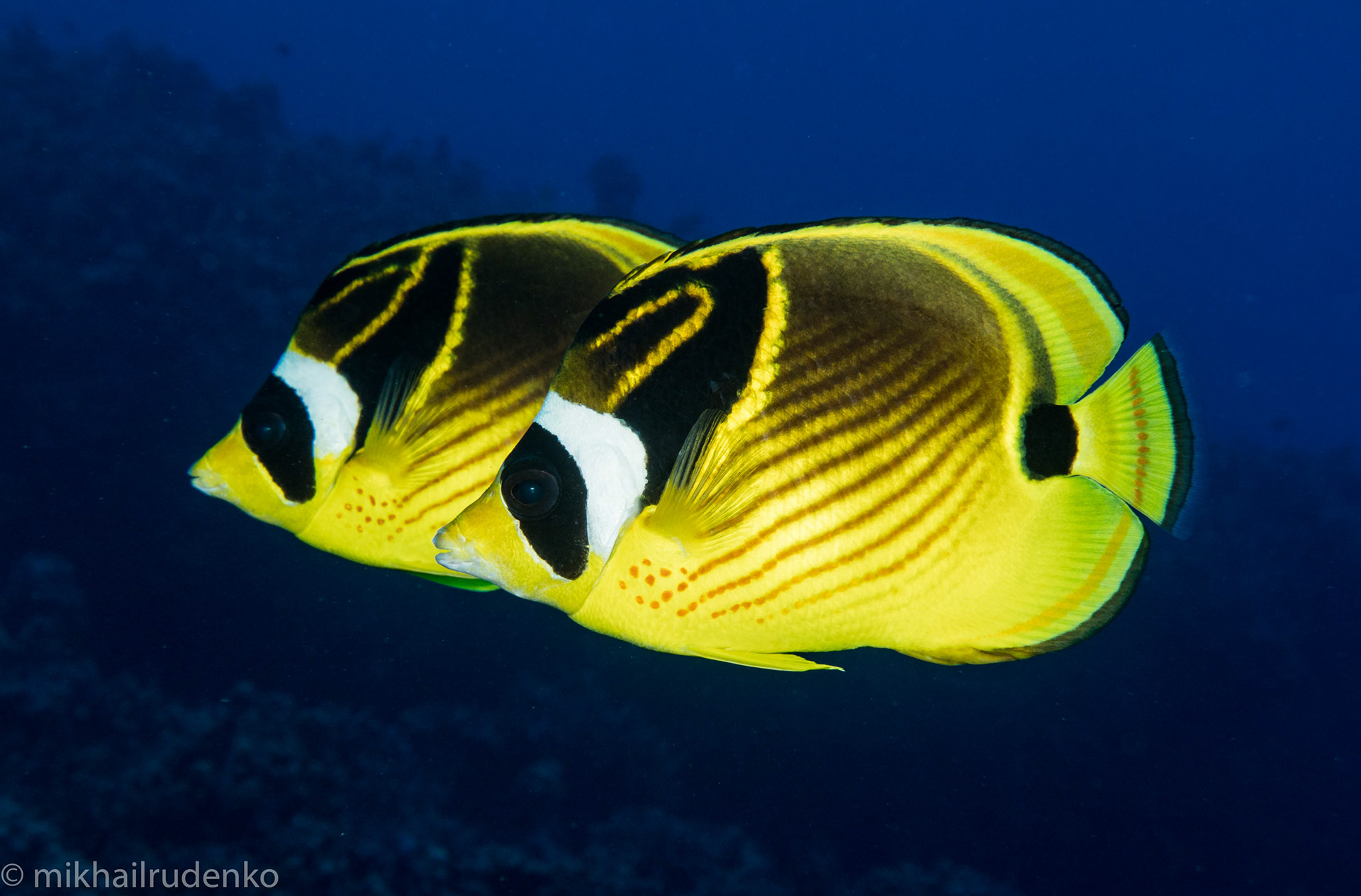 28. Two Raccoon Butterflyfish 