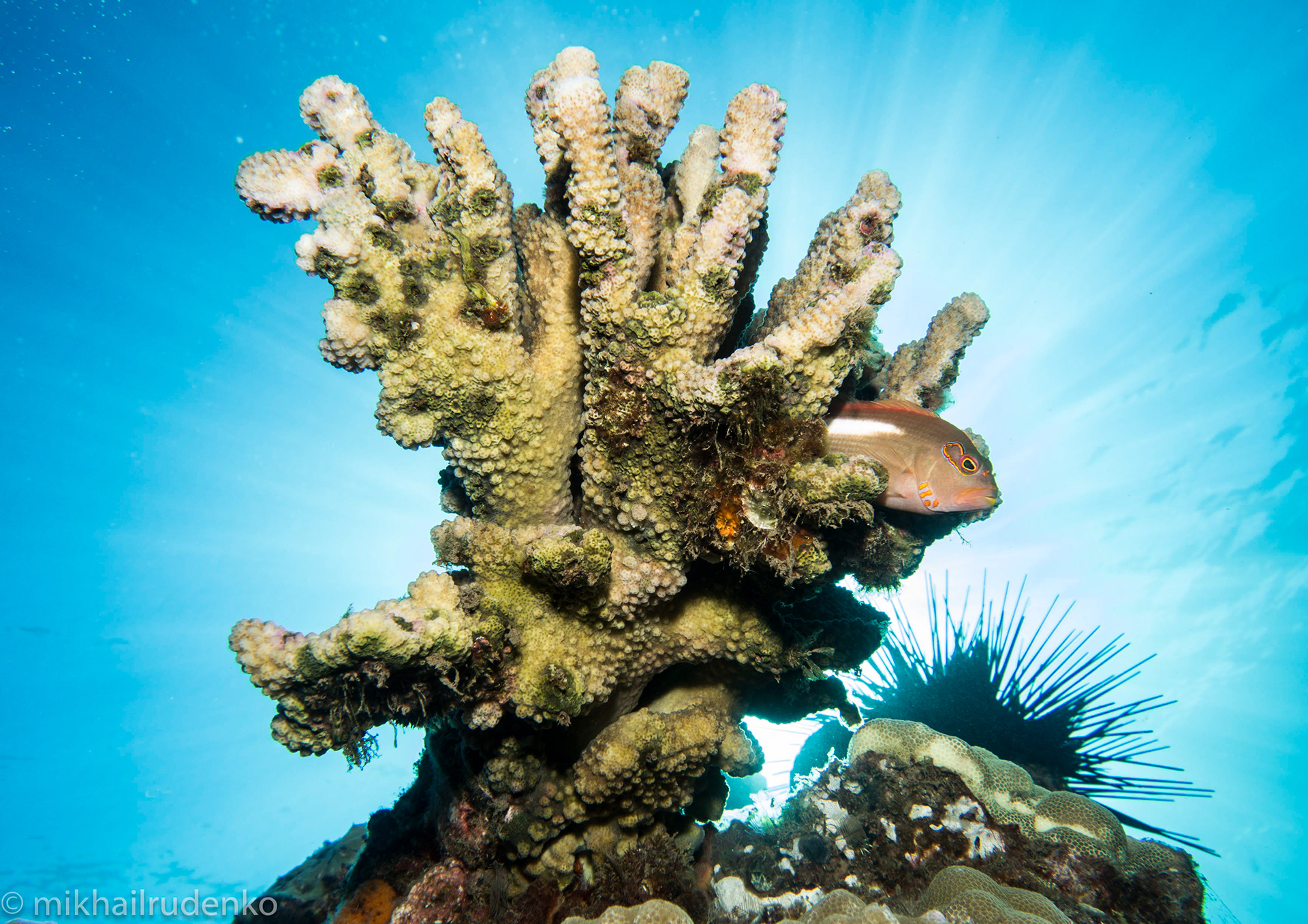 22. Antler Coral Supernova