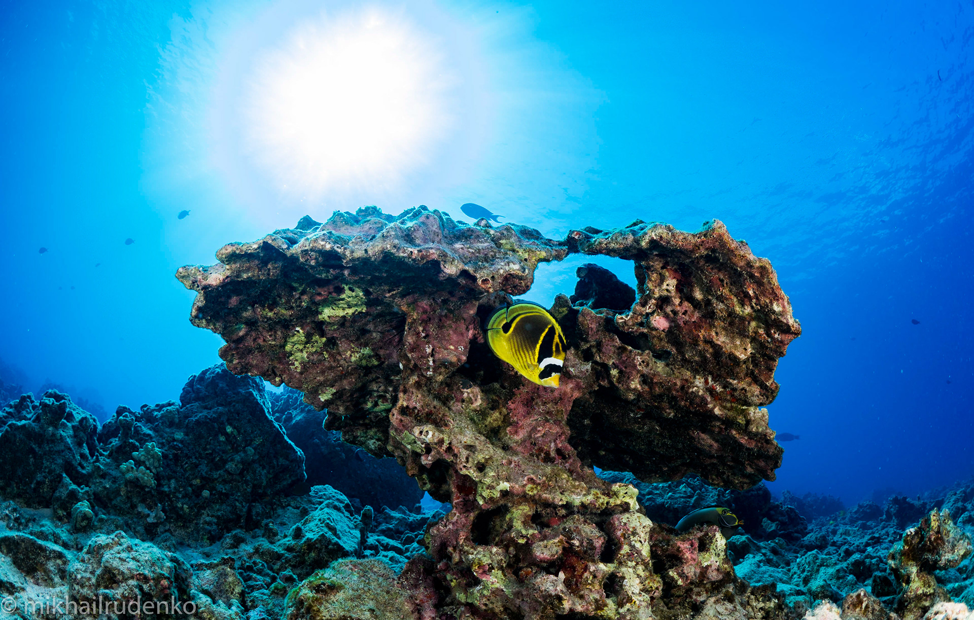 25. Raccoon Butterflyfish