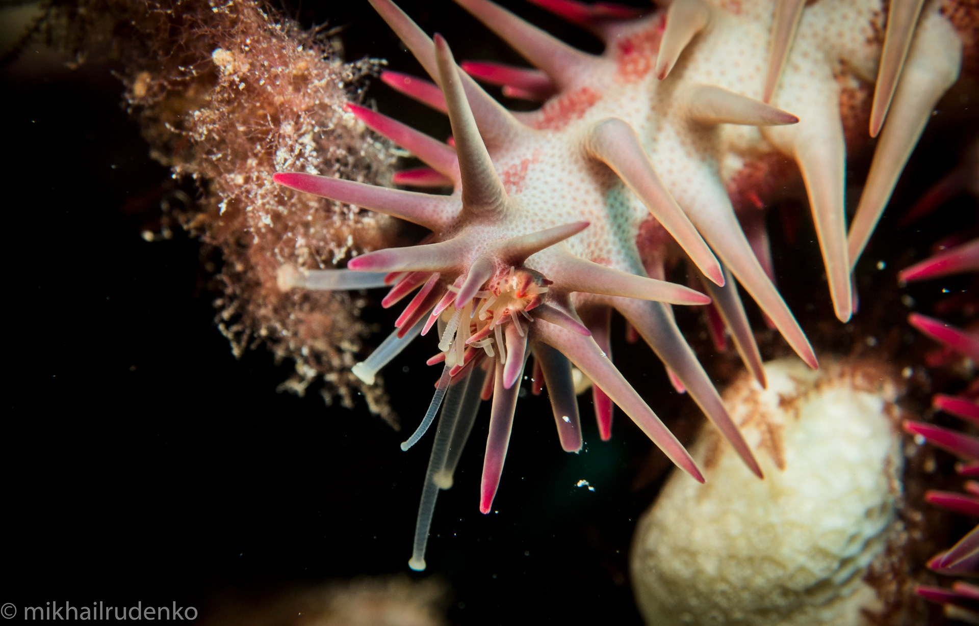 43. Crown-Of-Thorns Seastar