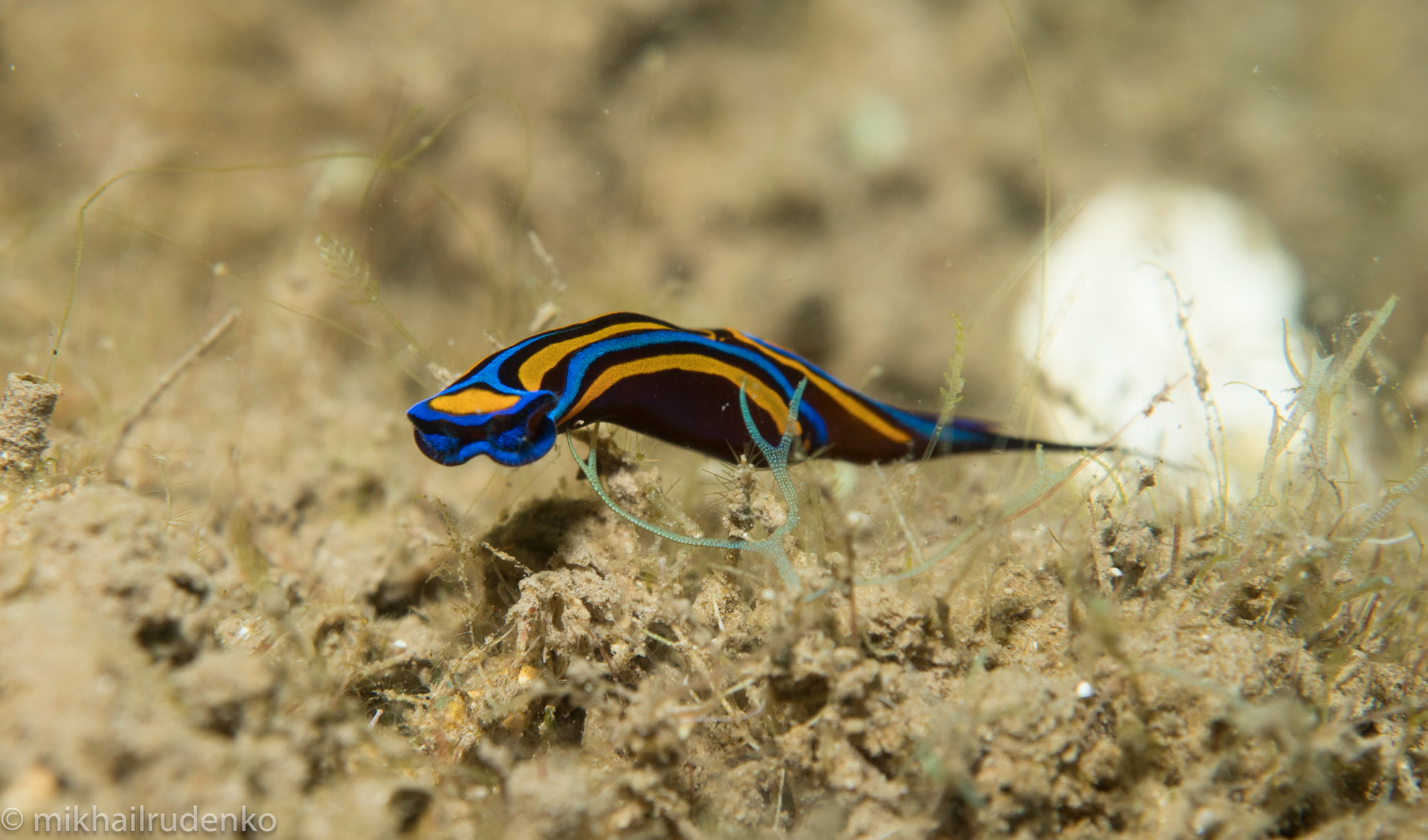 21. Blue Swallowtail slug