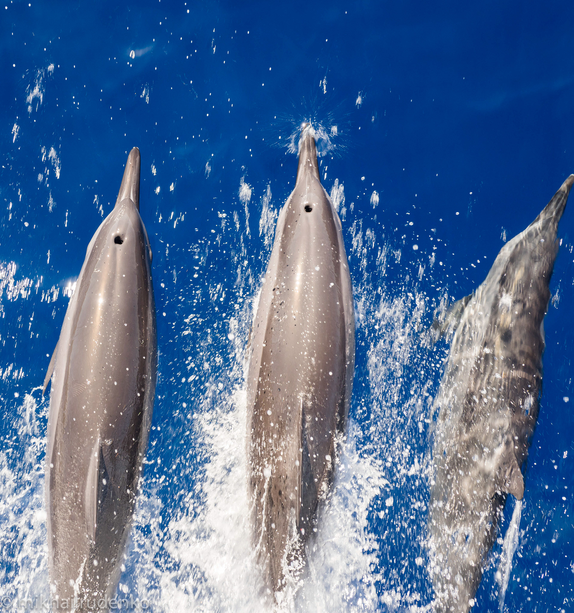 7. Spinner Dolphins