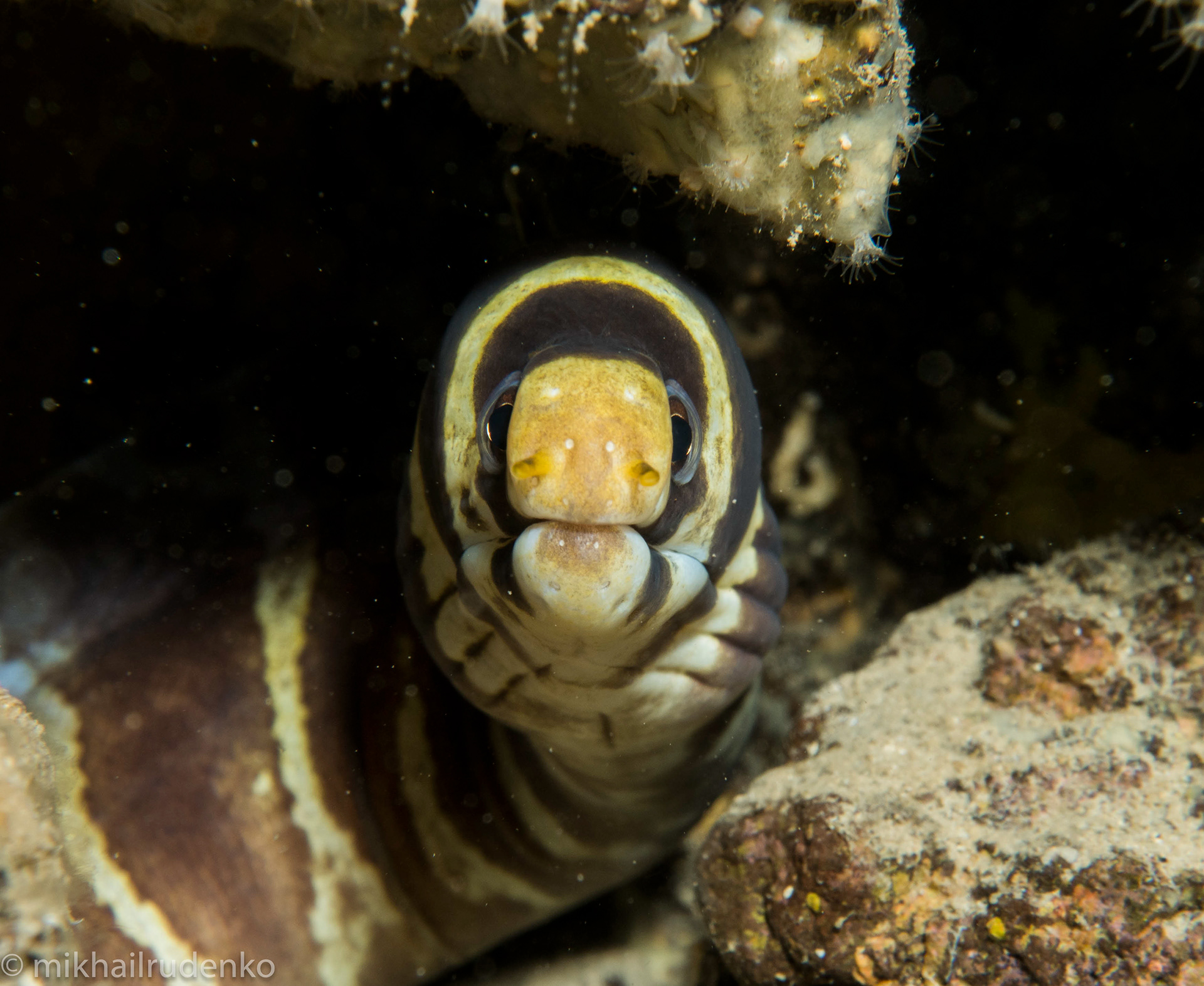 11. Barred  moray
