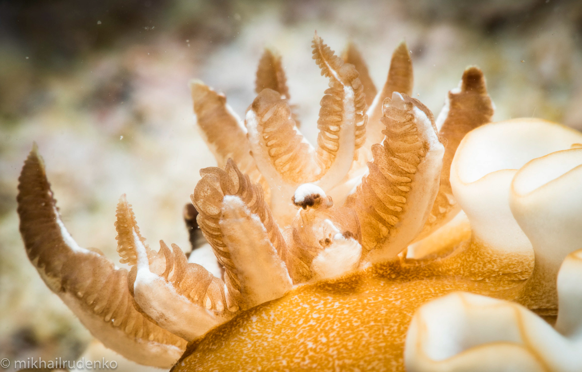 38. Gills of a White-Margin nudi
