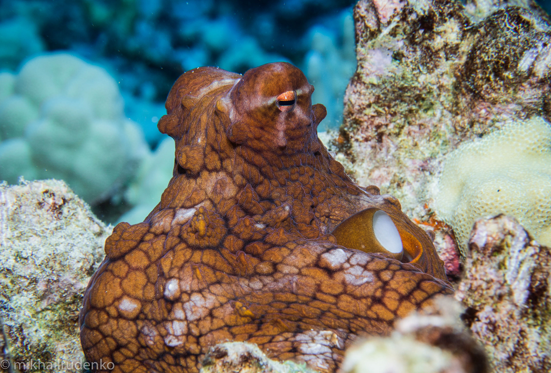 7. Day Octopus resting