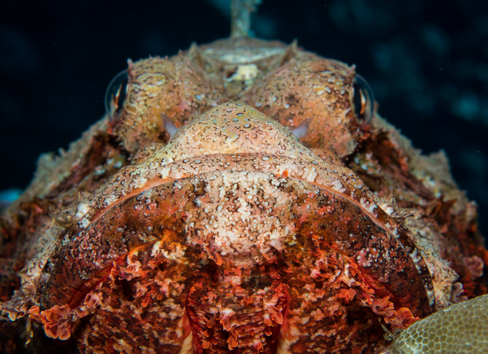 21. Titan Scorpionfish