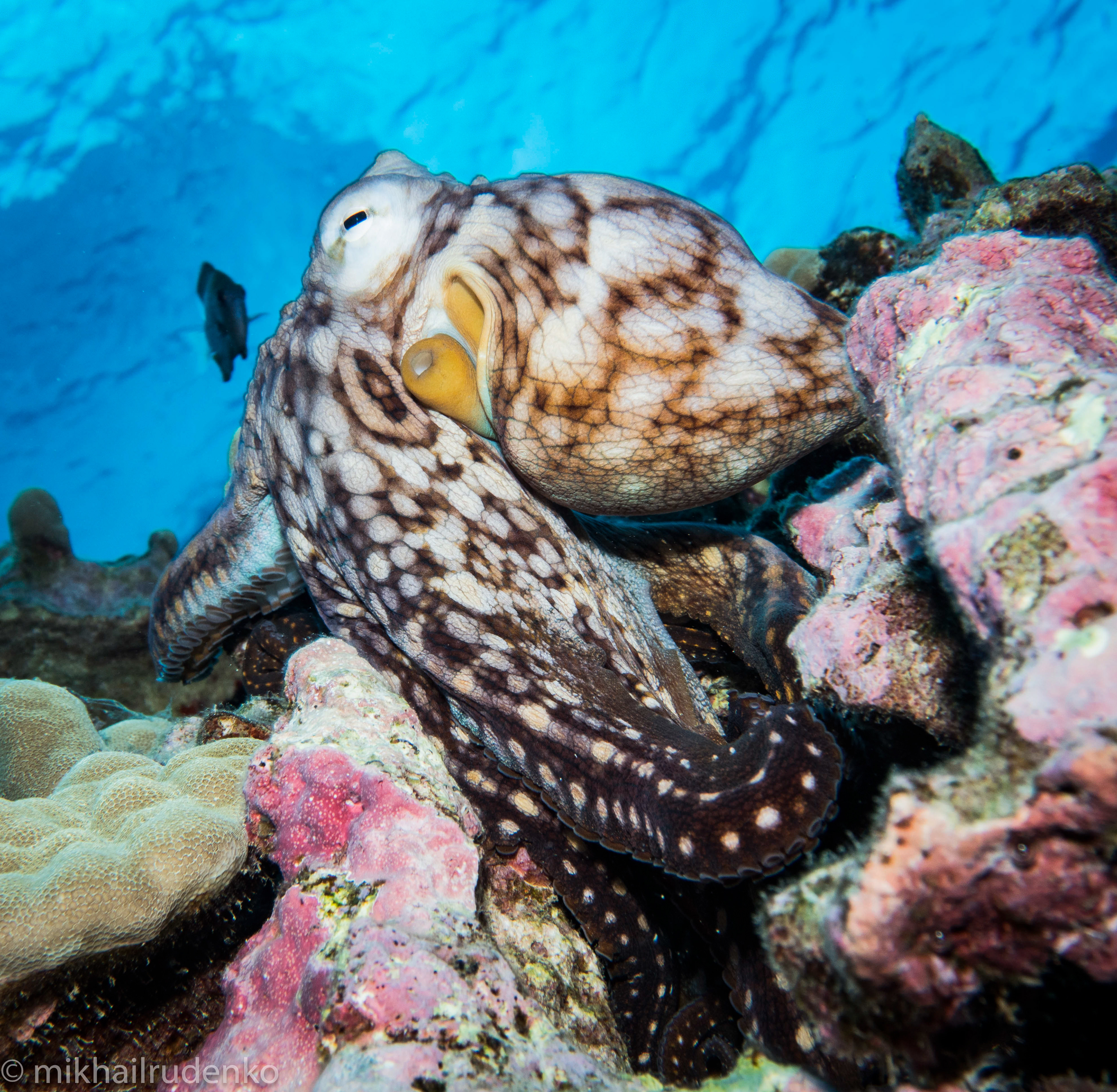 3. Day Octopus flashing colors