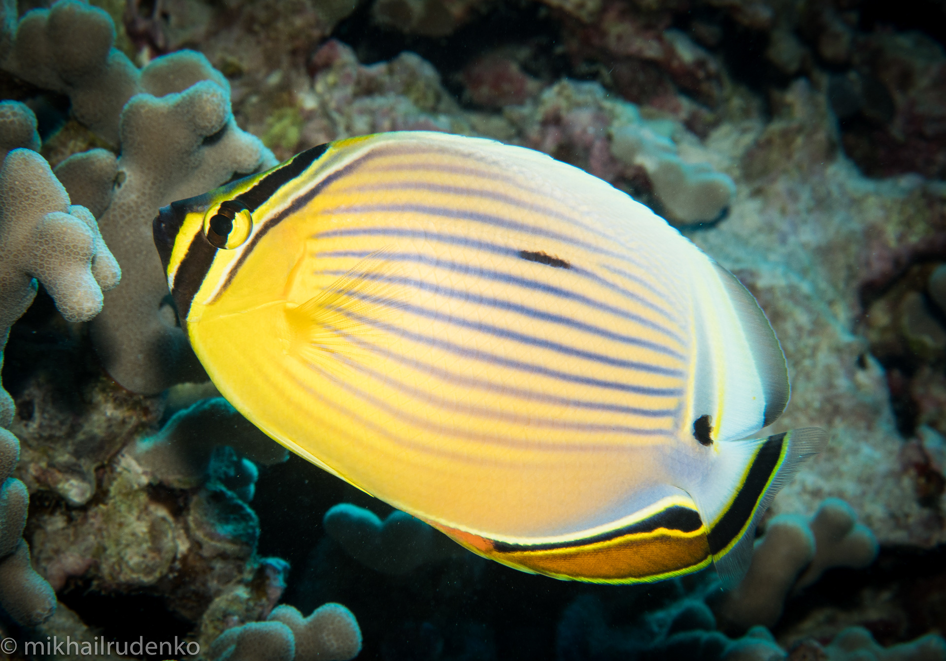 35. Oval Butterflyfish