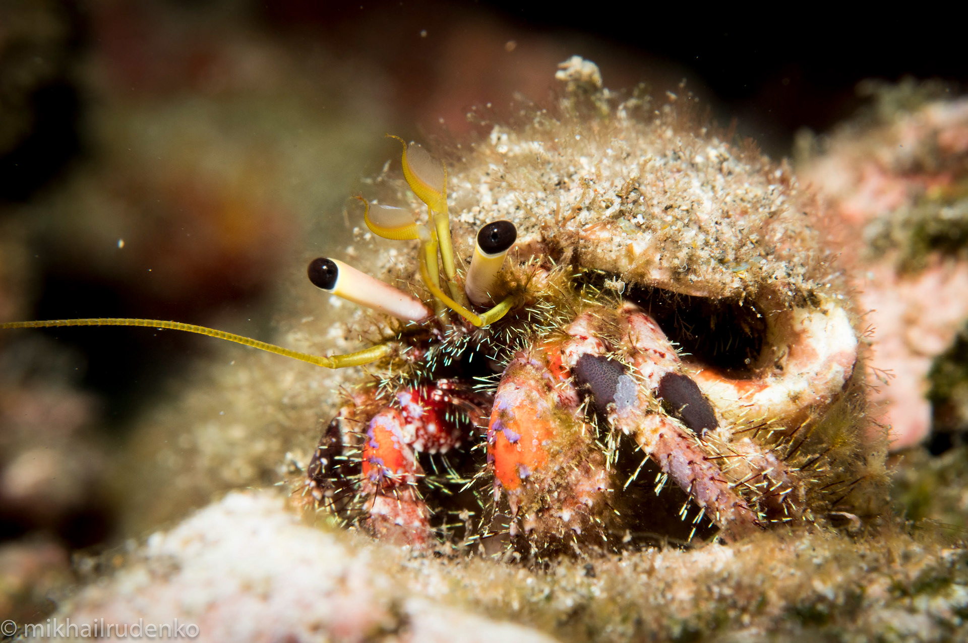 33. Bloody Hermit crab