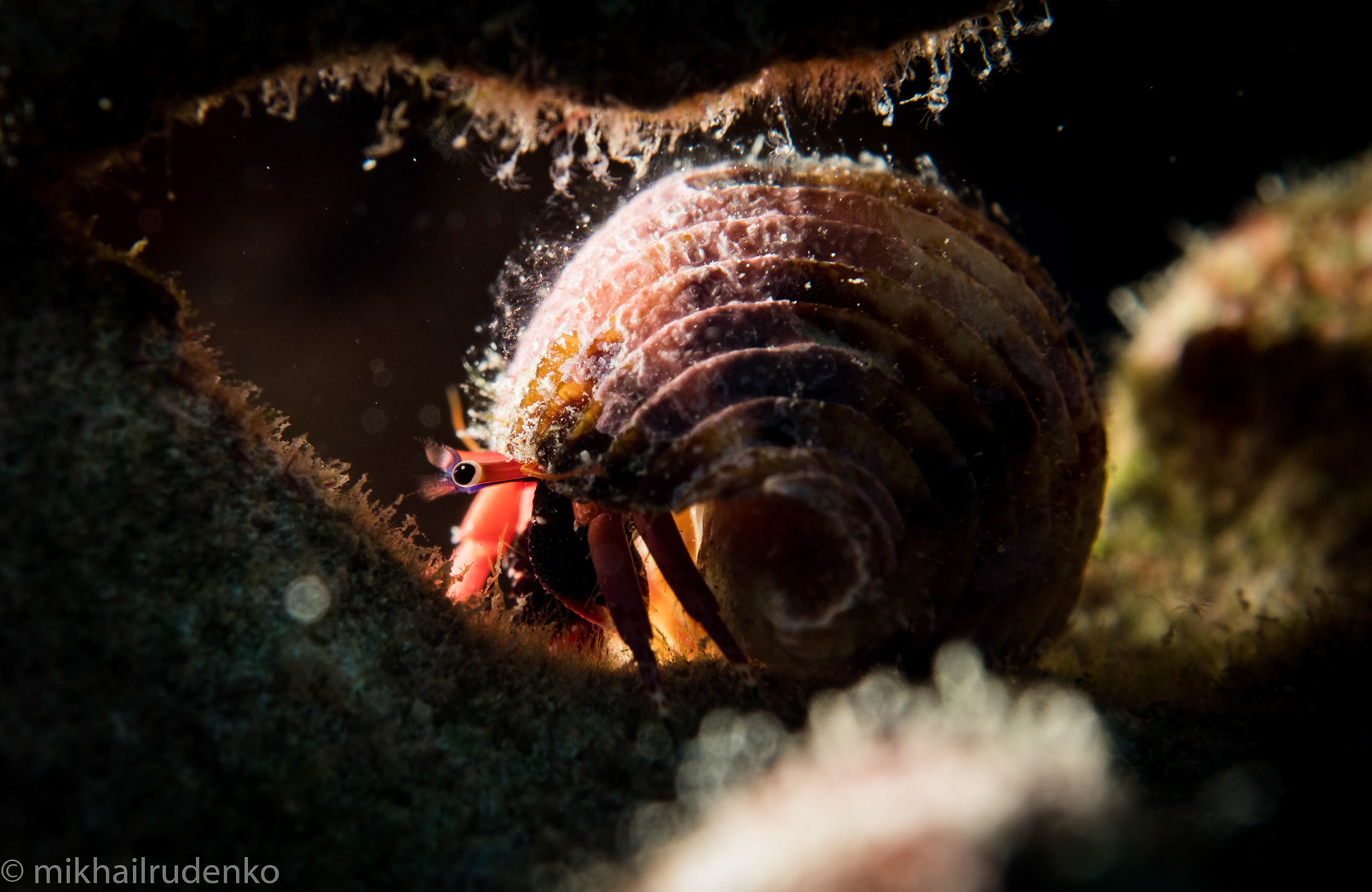 33. Haig's Hermit Crab