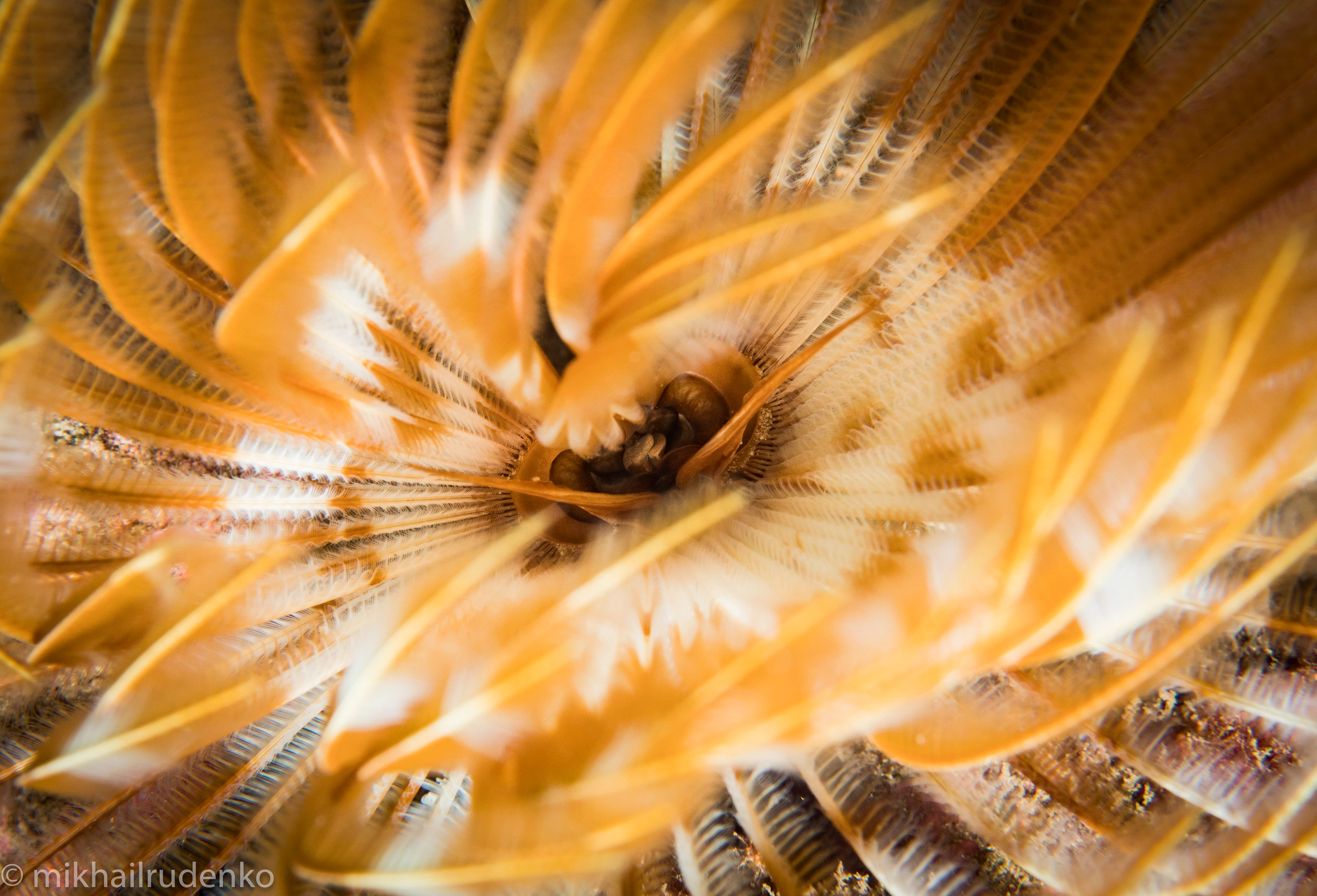 3. Feather Duster Worm