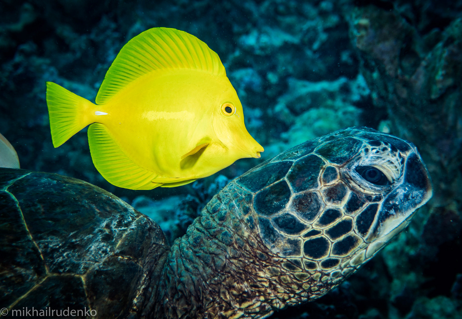 4. Green Turtle and Yellow tang