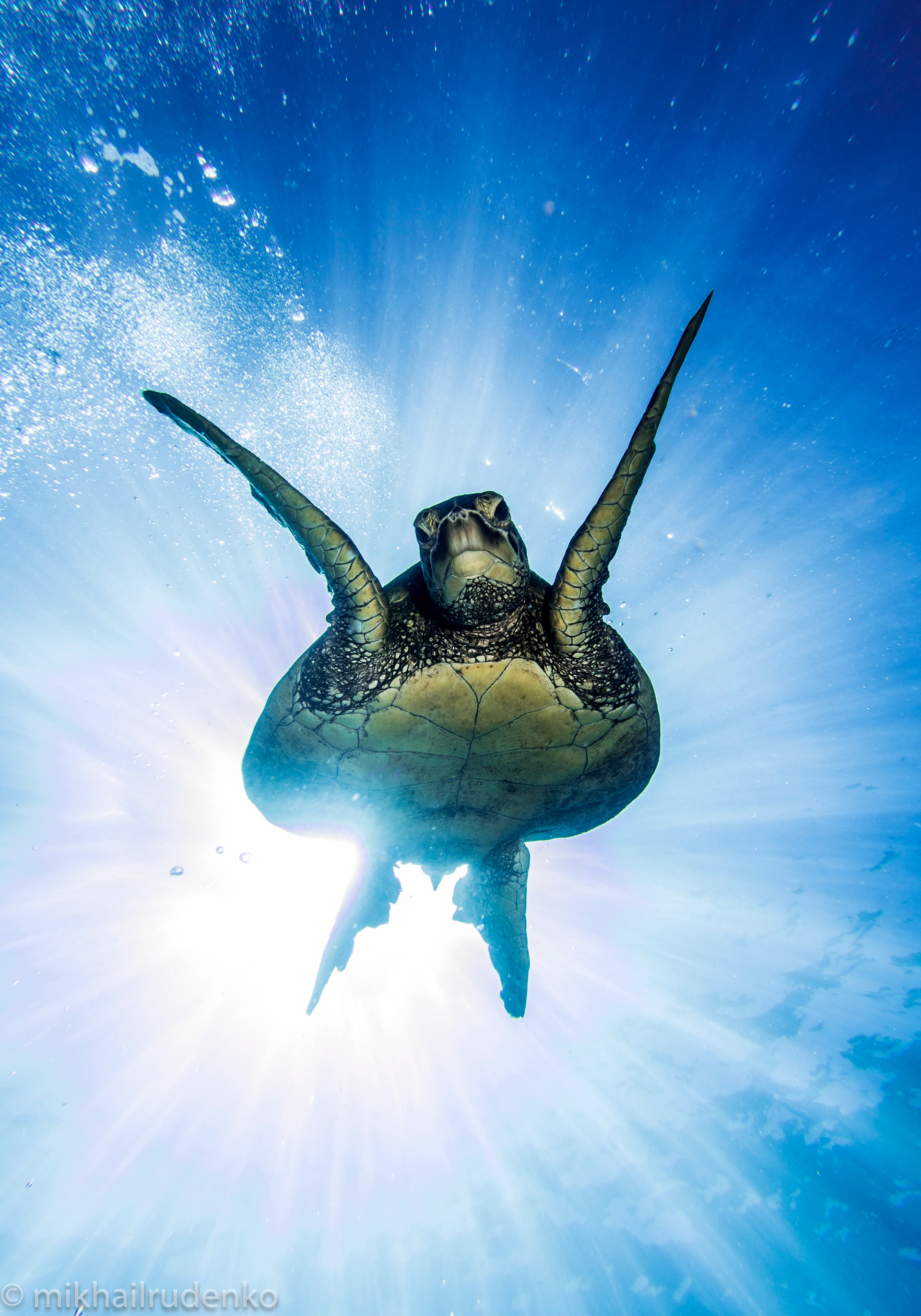 20. Green Turtle Supernova 