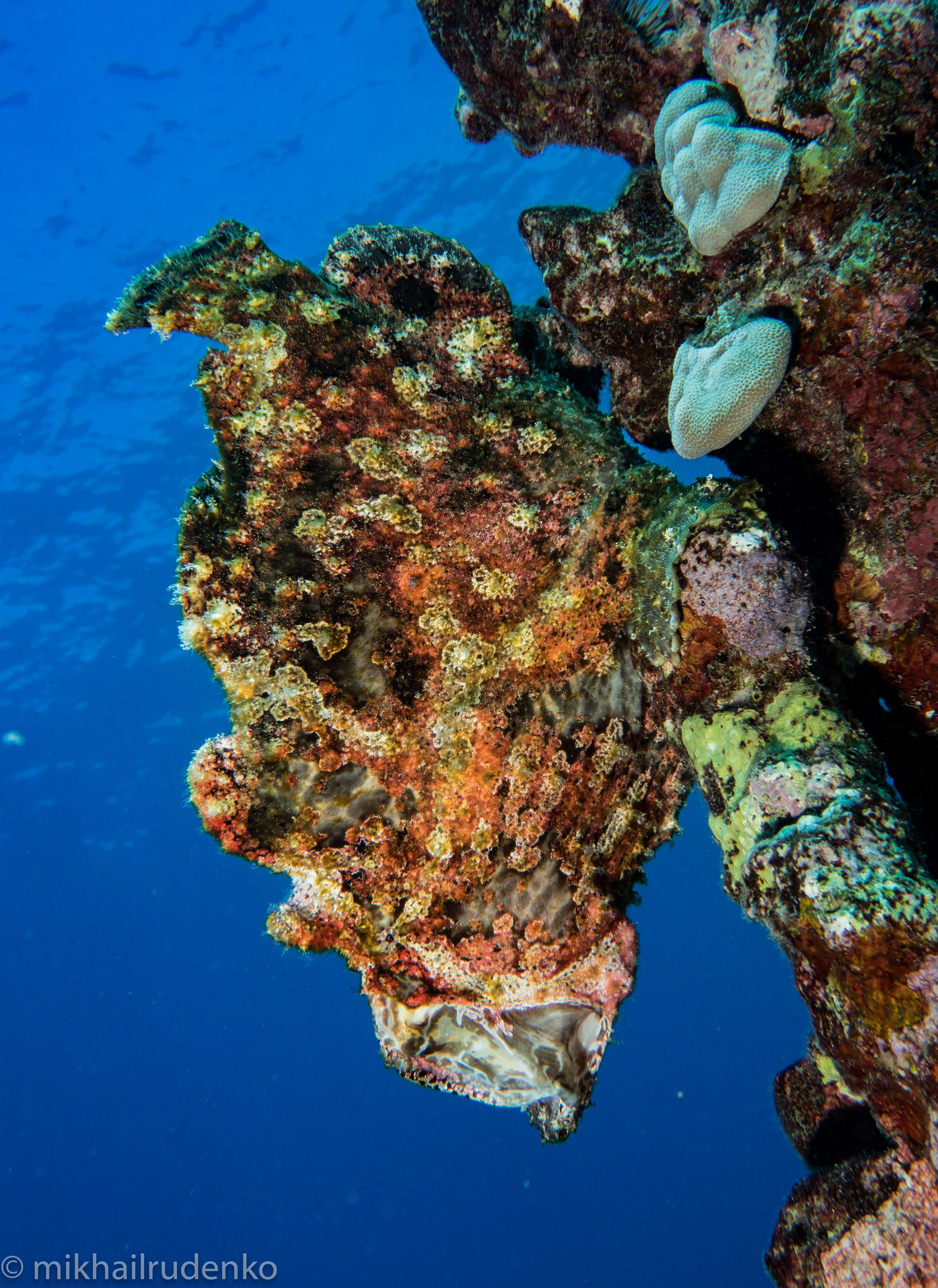 38. Big Mama yawning