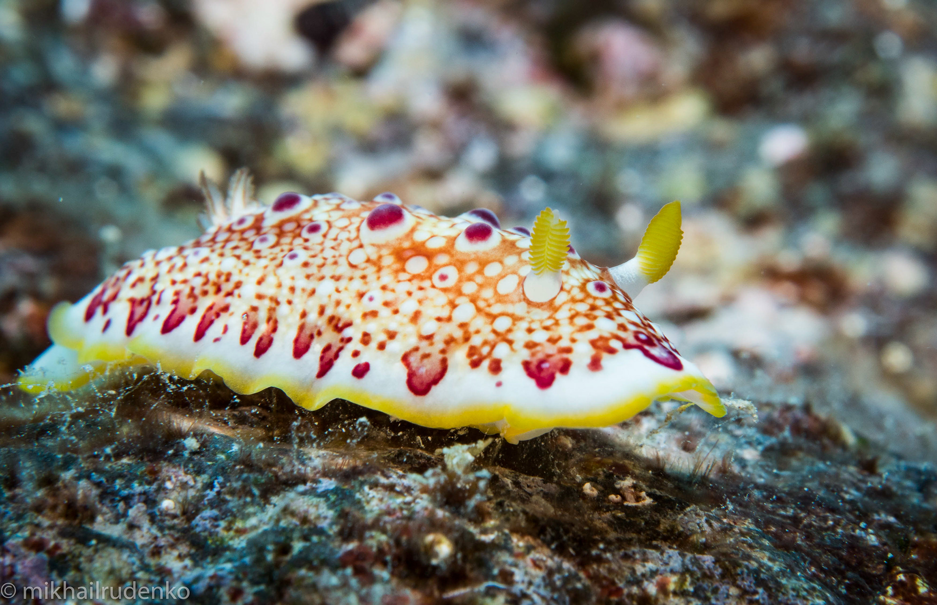31. Red-Spotted nudi 