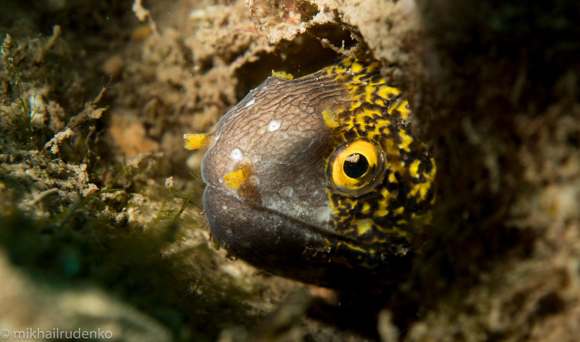 12. Snowflake moray