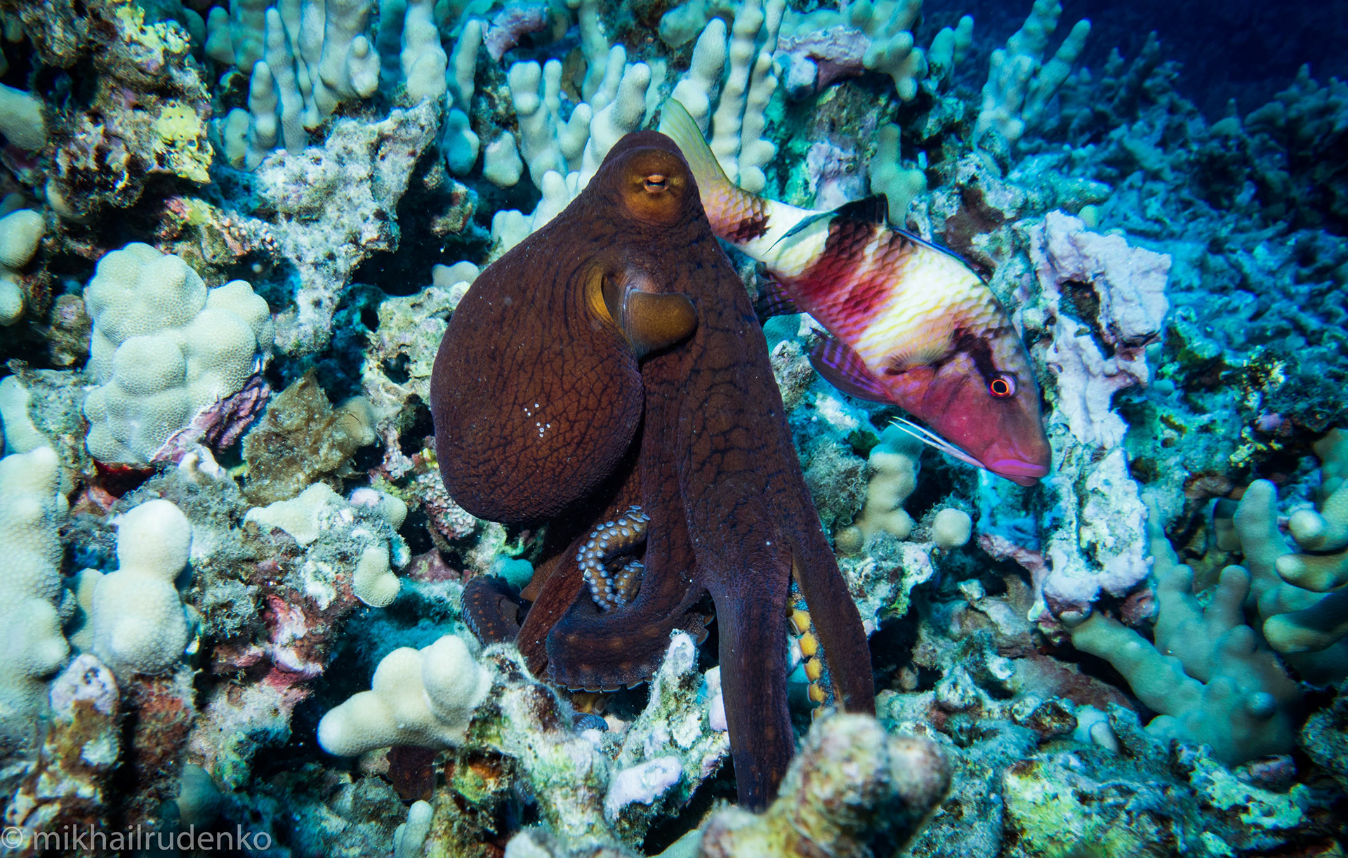 10. Day Octopus and Manybar Goatfish hunting together