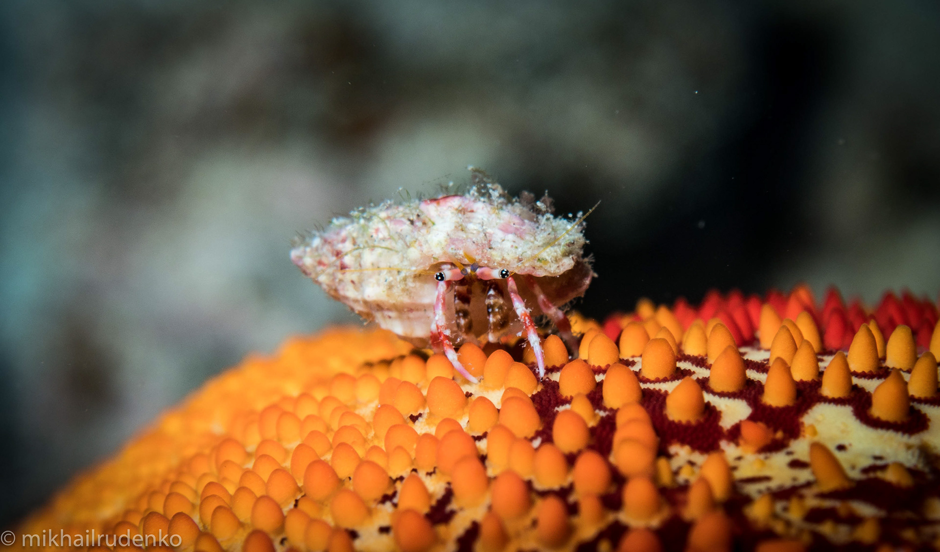 42. Baby Laurent's Hermit crab on a Pillow Star