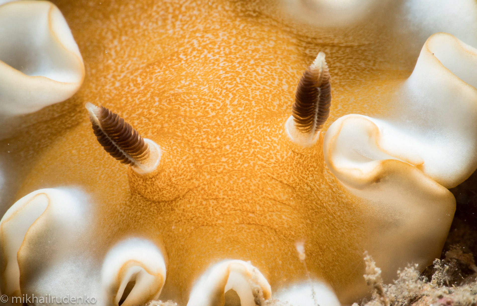 43. Rhinophores of White-Margin Nudibranch