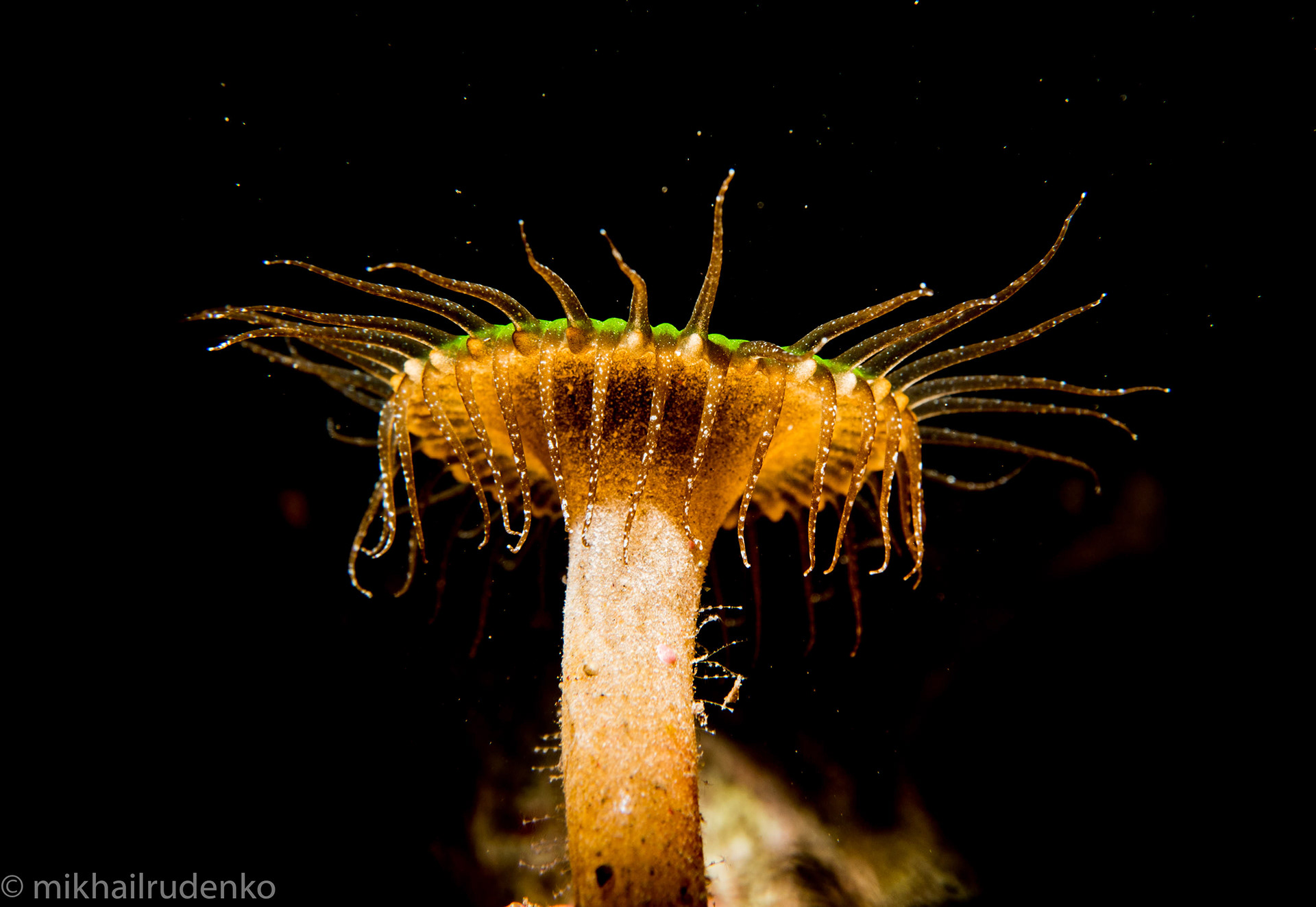 24. Palythoa app, zoanthid