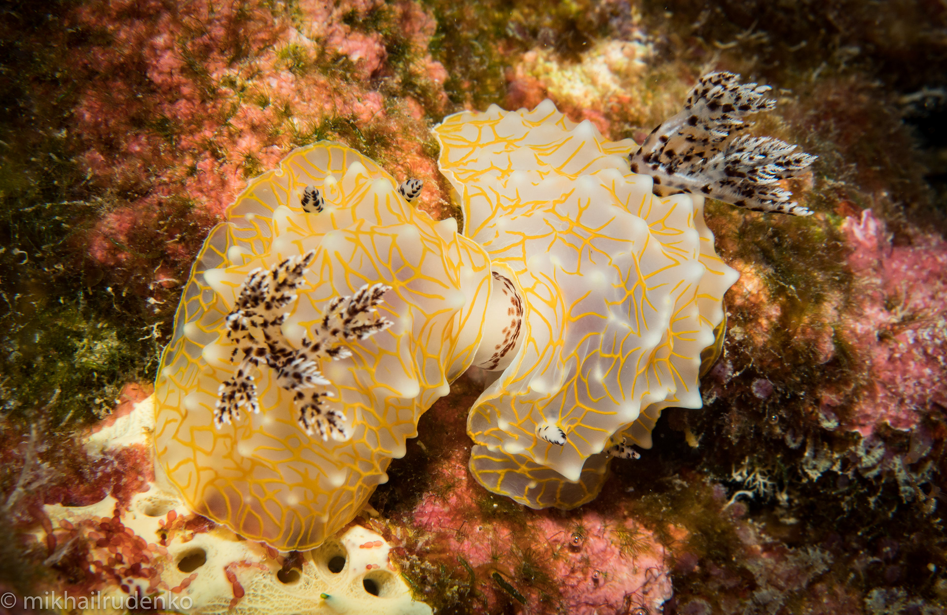 32. Gold Lace nudibranchs mating